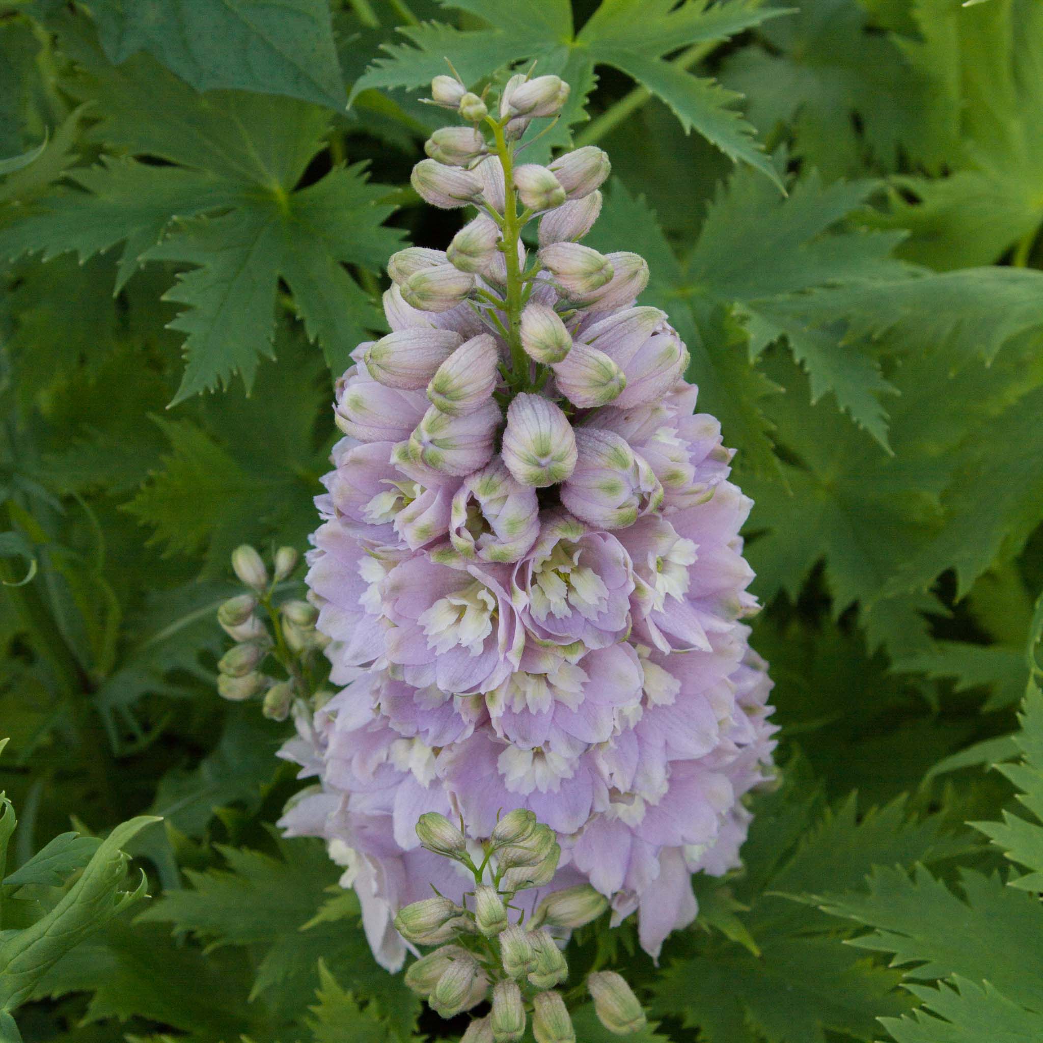 Delphinium - Cherry Blossom