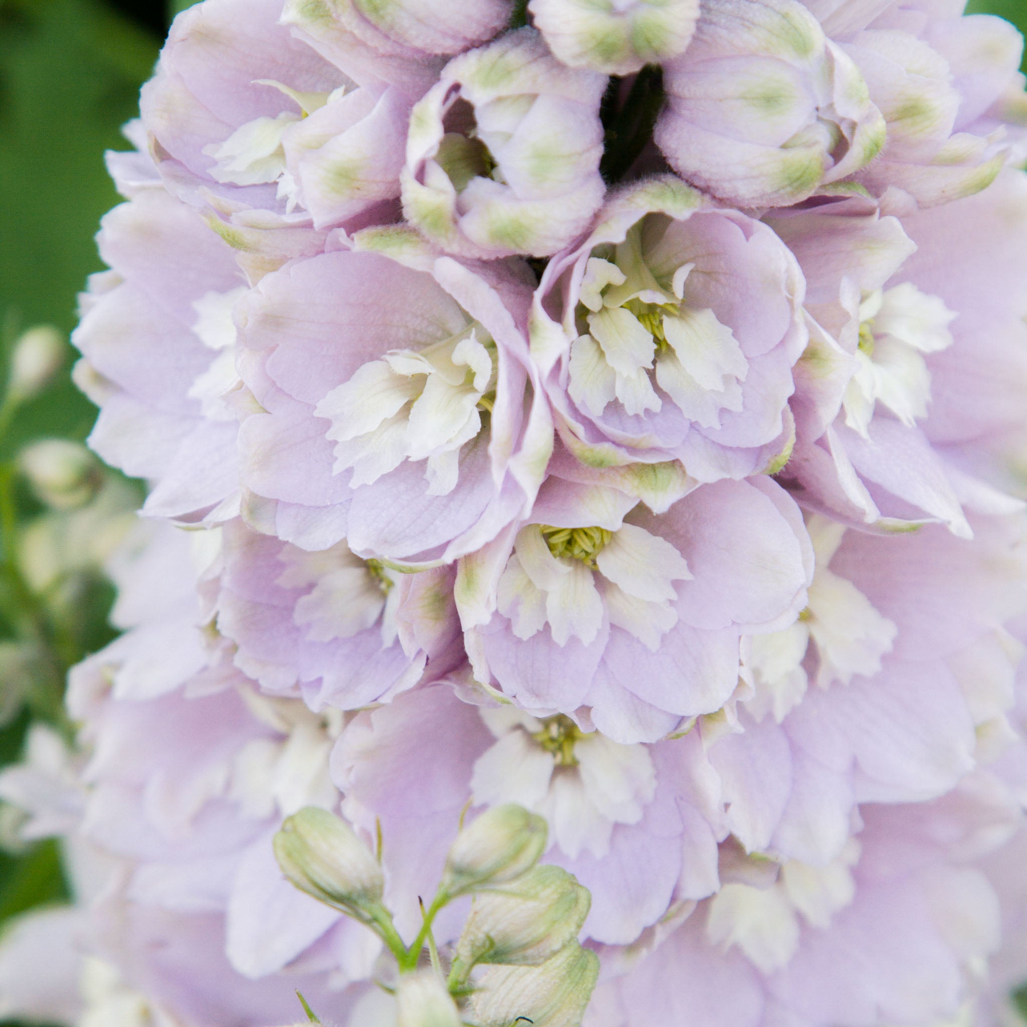 Delphinium - Cherry Blossom