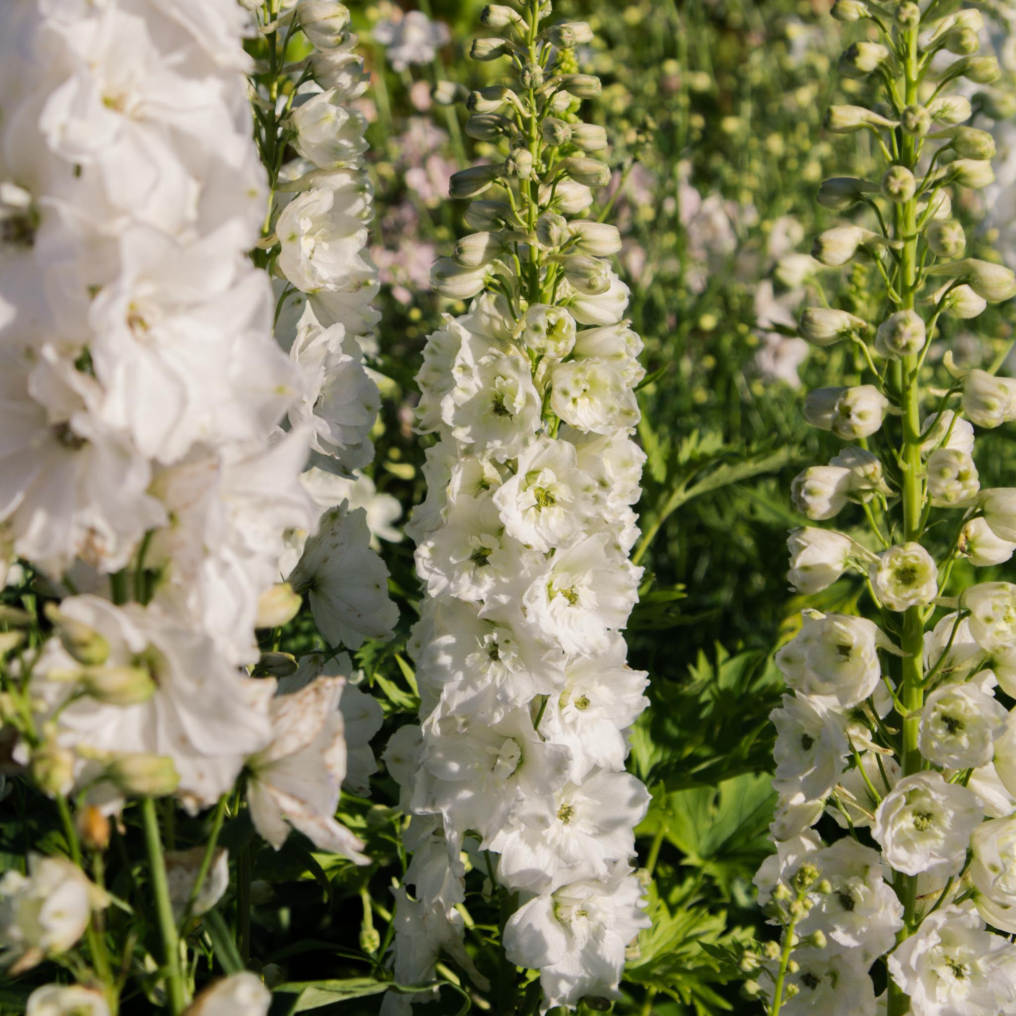 Delphinium - White