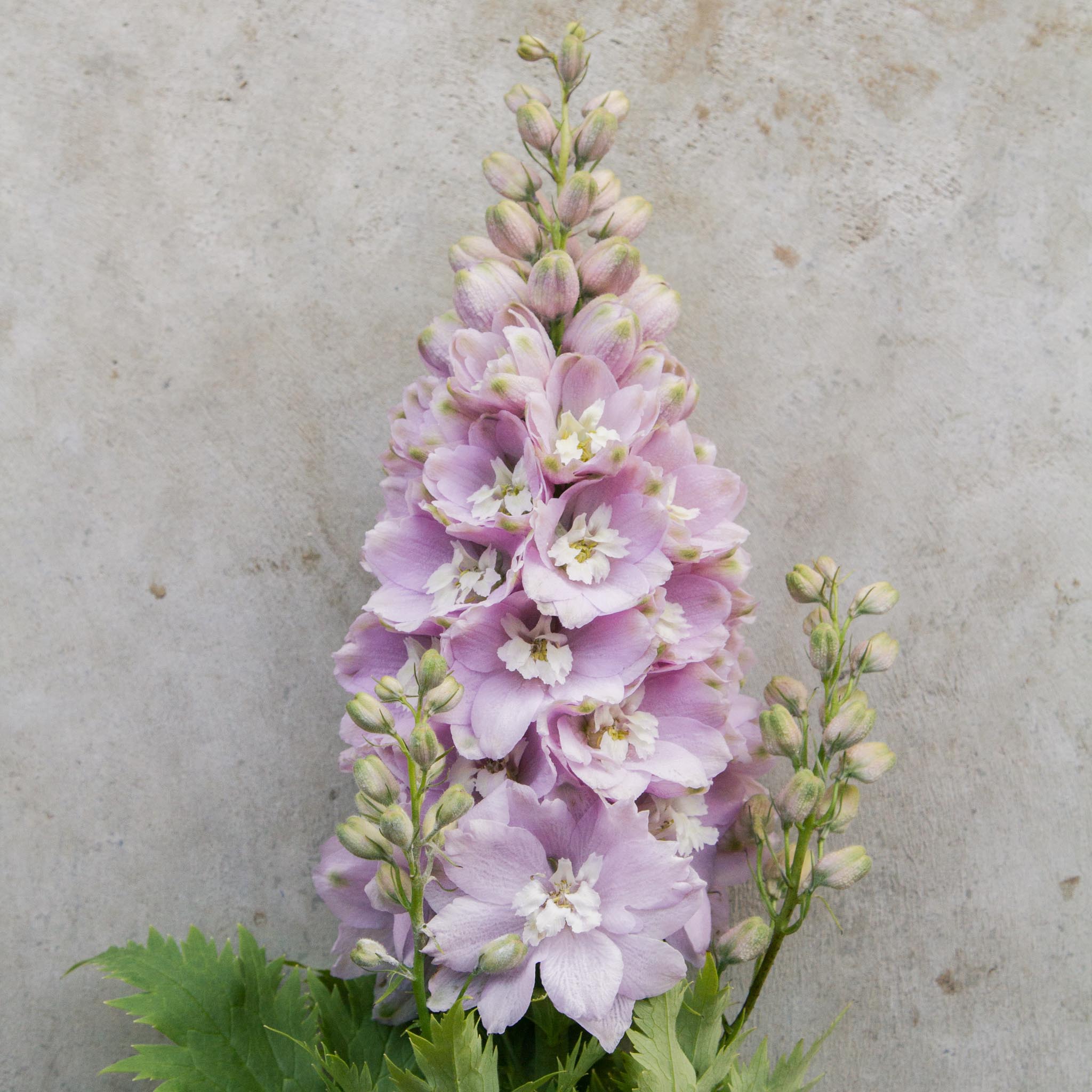 Delphinium - Cherry Blossom