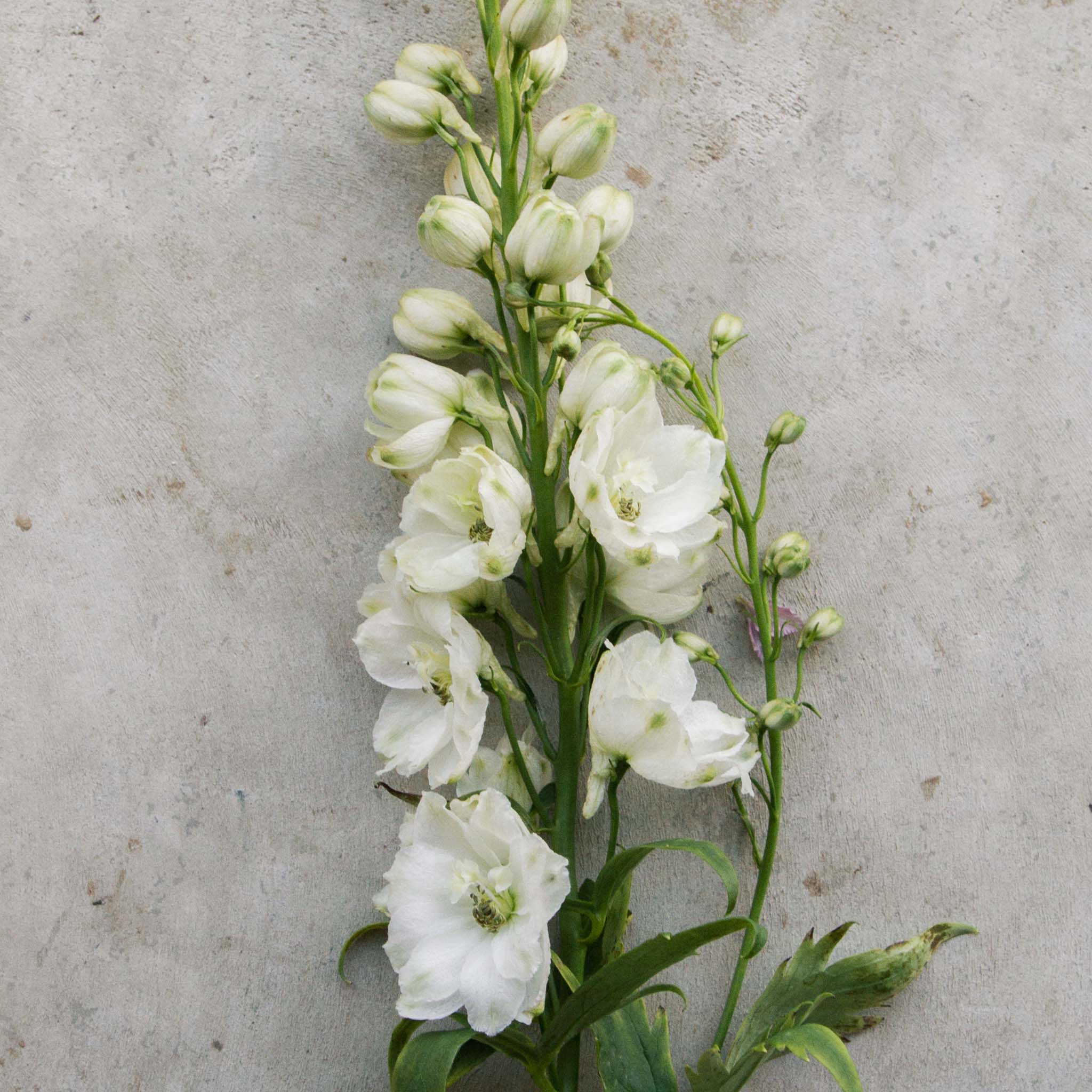 Delphinium - White