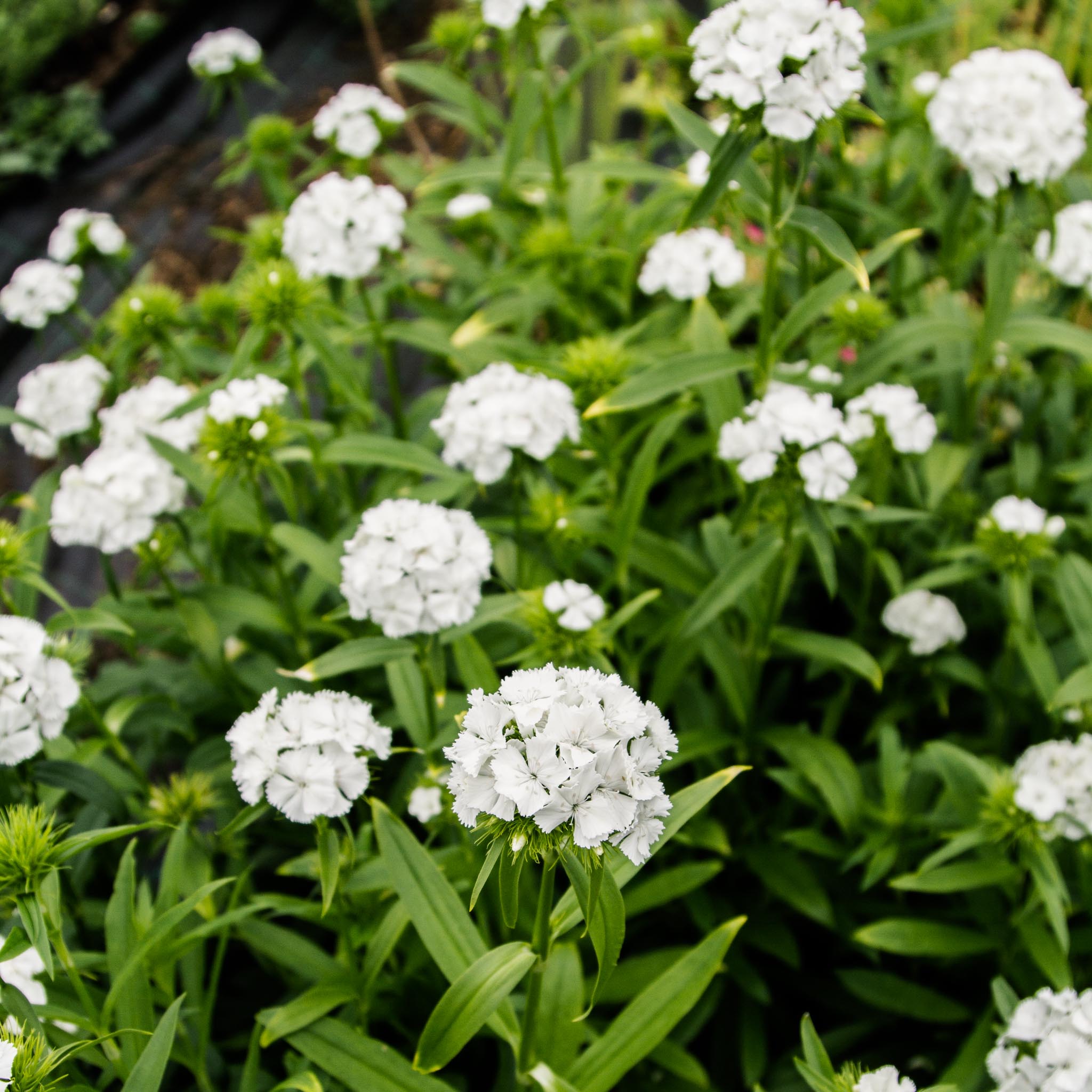 Dianthus - White