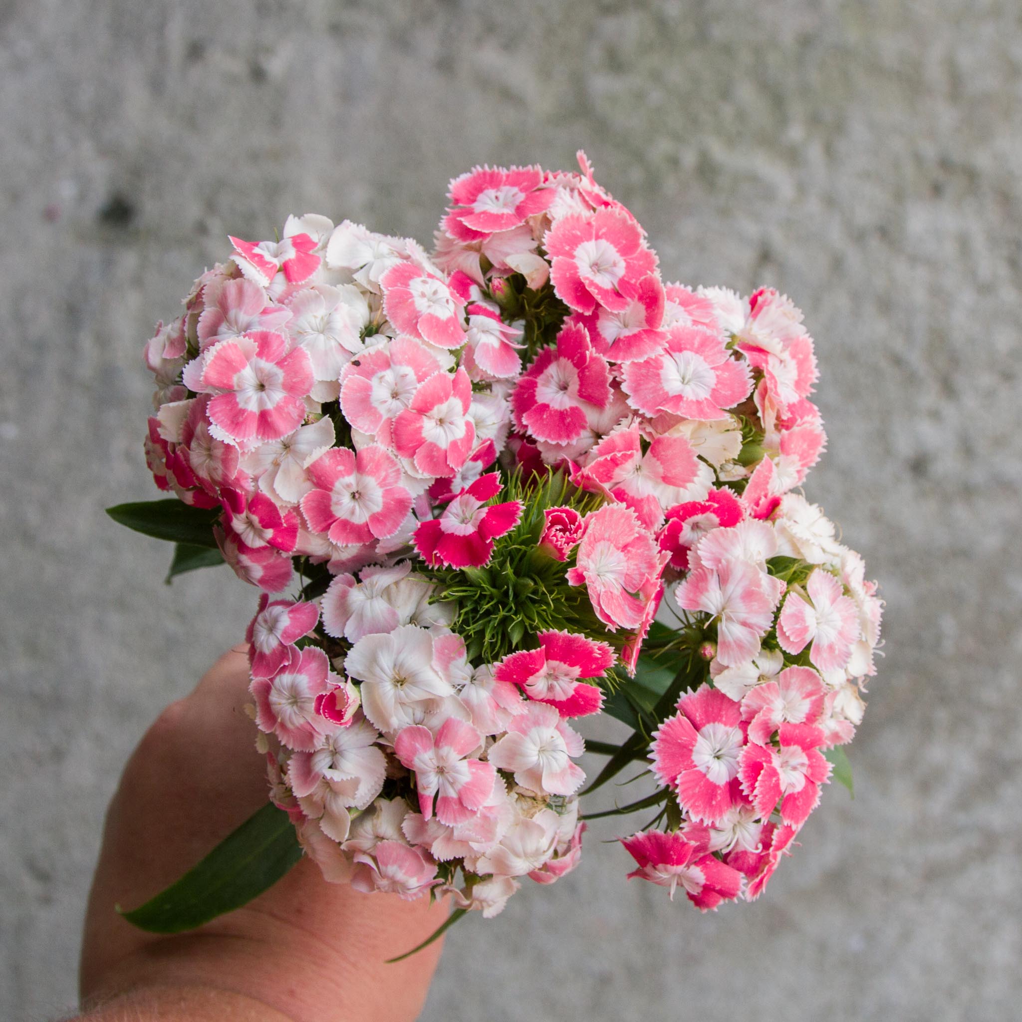 Dianthus - Salmon Pink