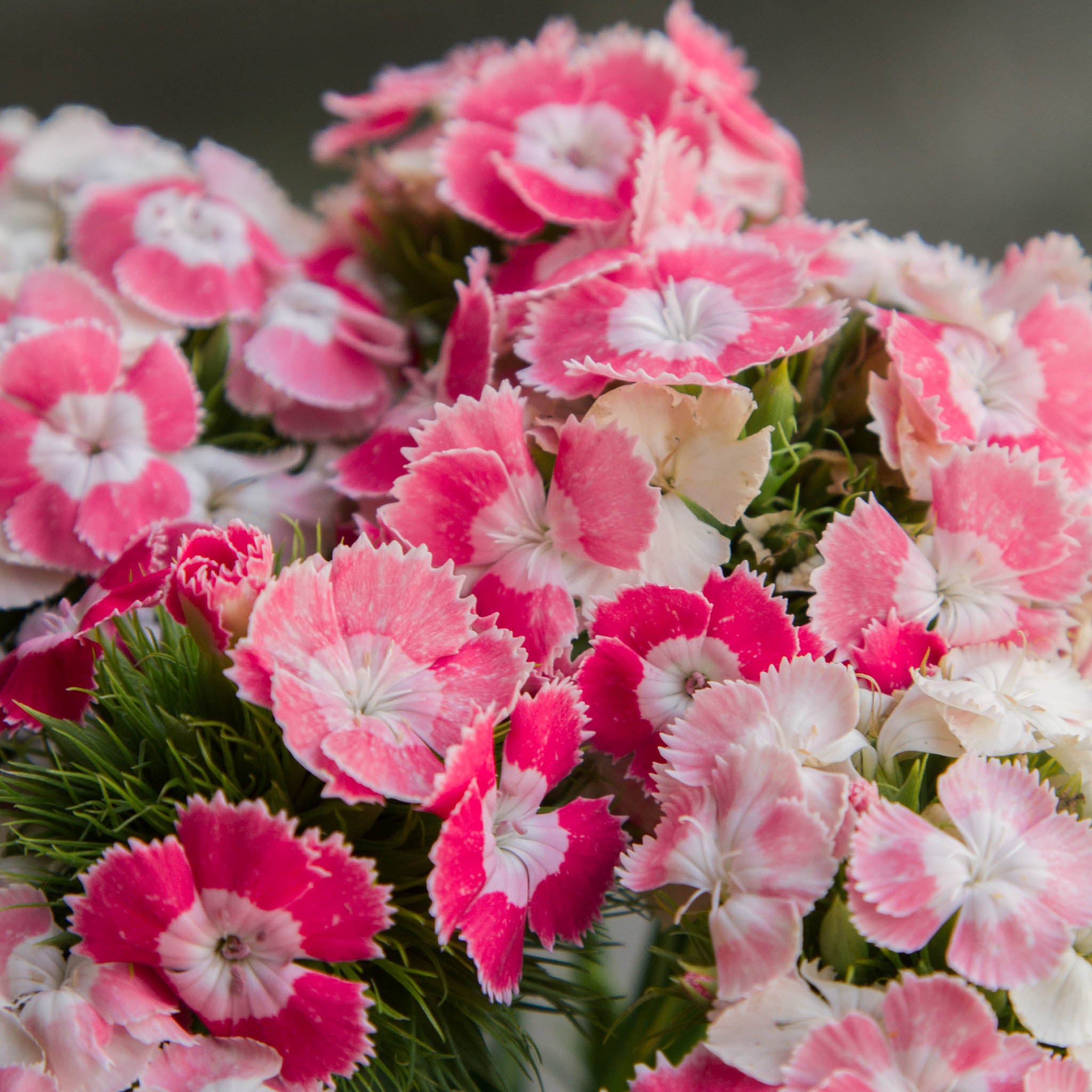 Dianthus - Salmon Pink