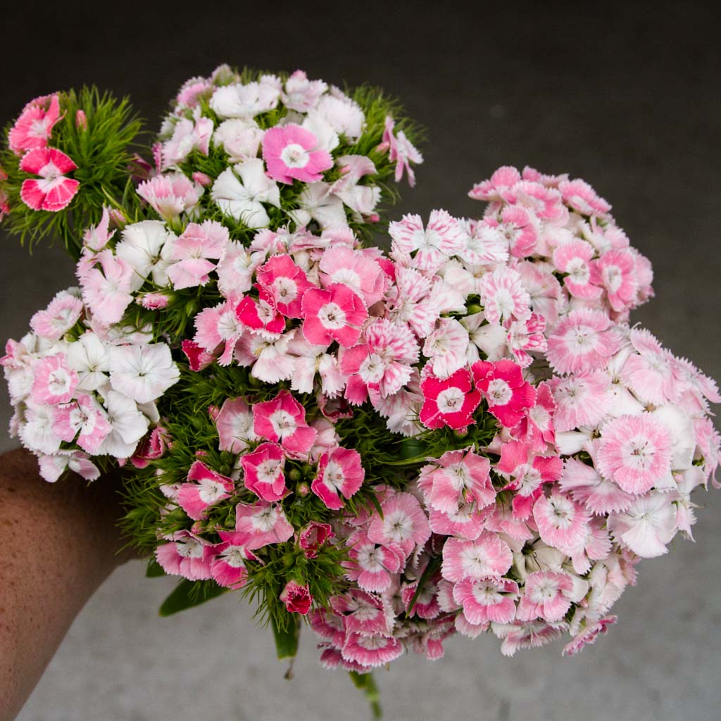 Dianthus - Salmon Pink