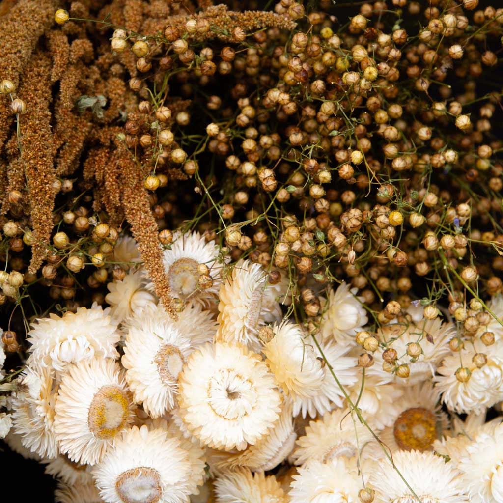 Dried Flowers - Naturals