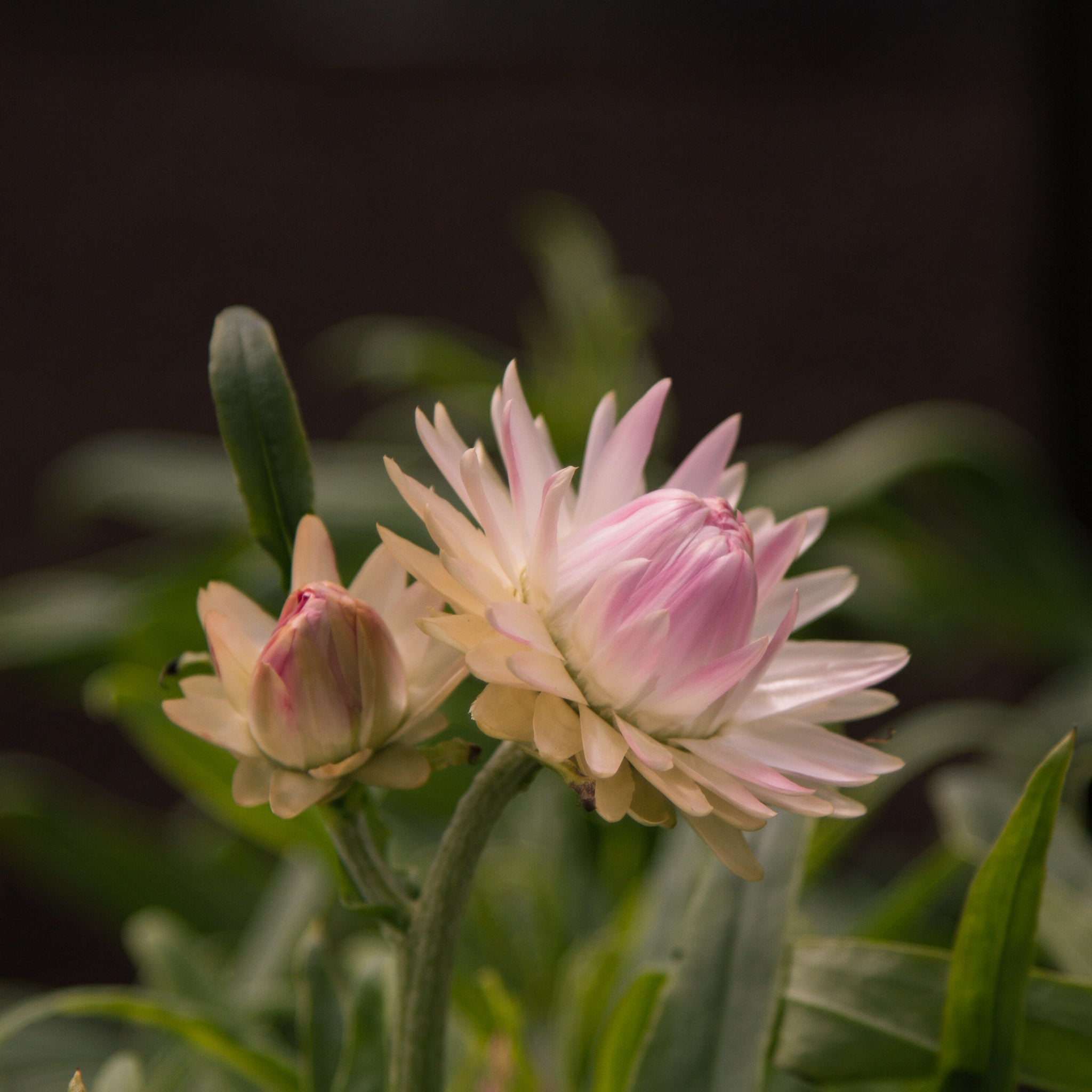 Strawflower - Silvery Rose