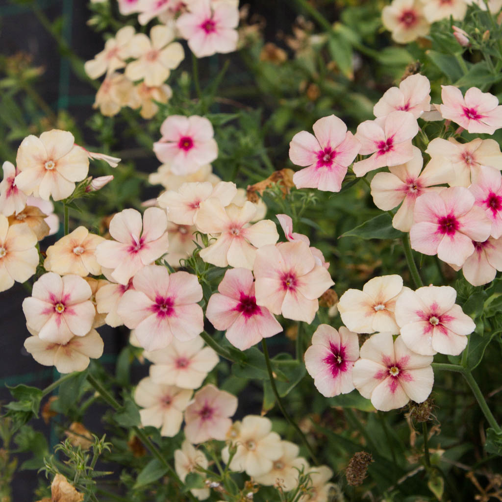 Phlox - Cherry Caramel