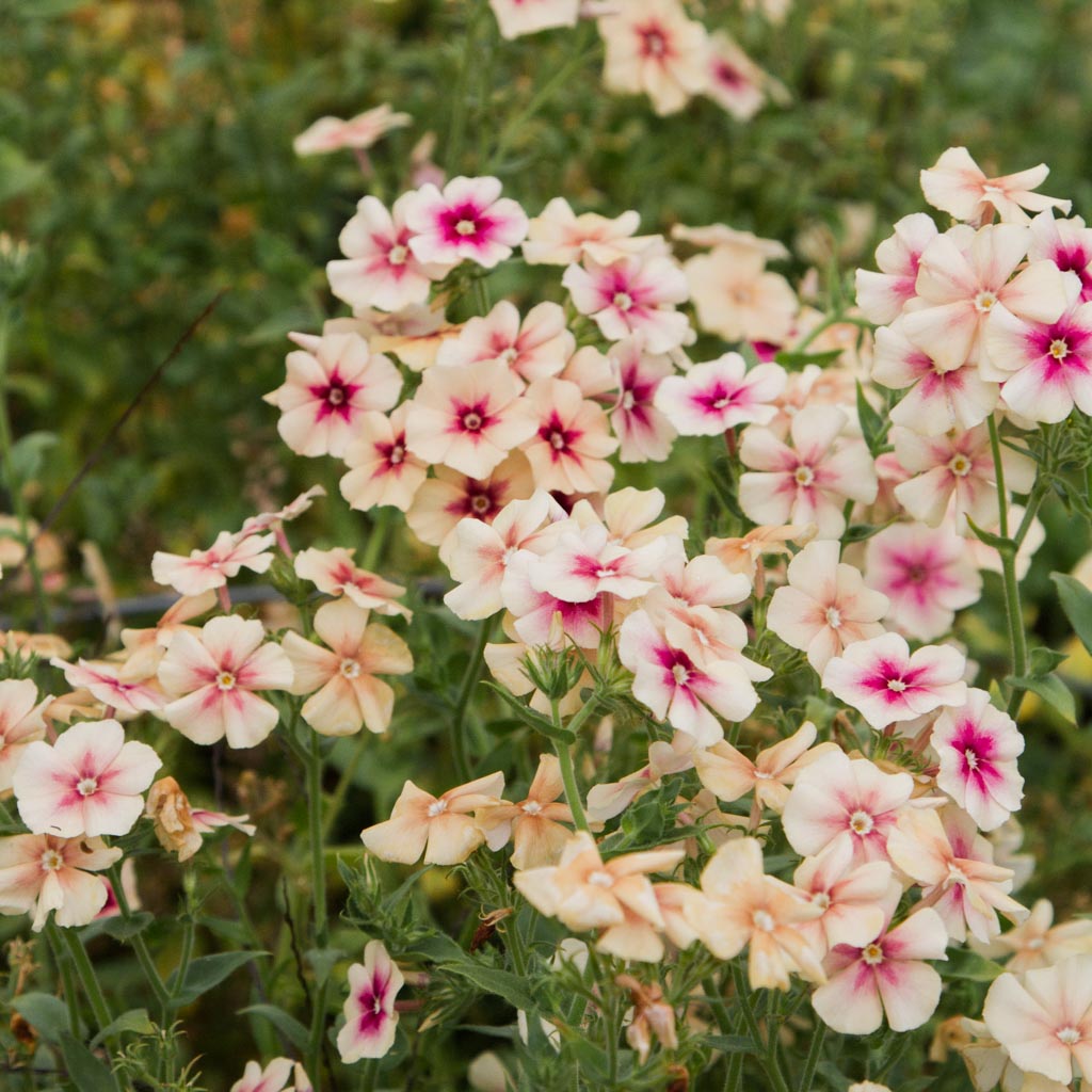 Phlox - Cherry Caramel