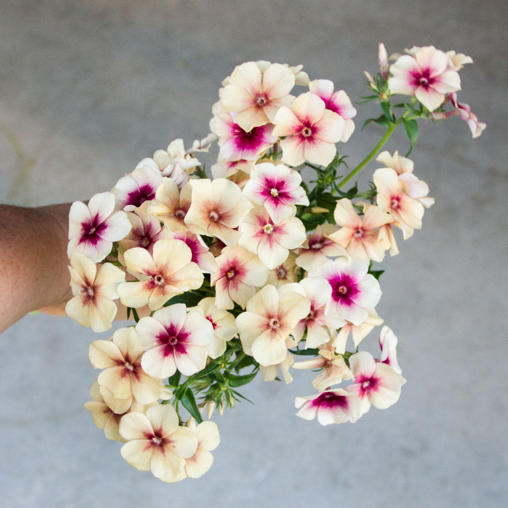 Phlox - Cherry Caramel