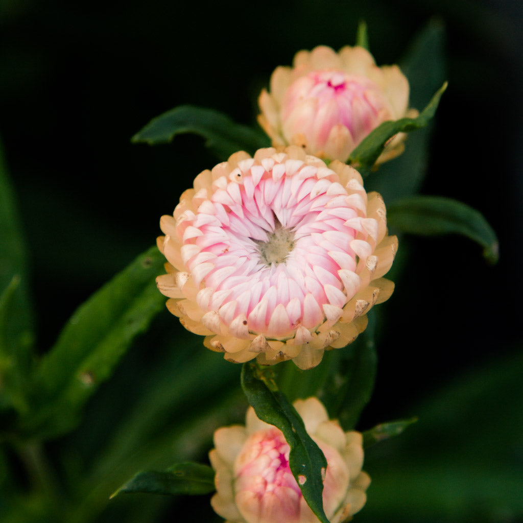 Strawflower - Silvery Rose