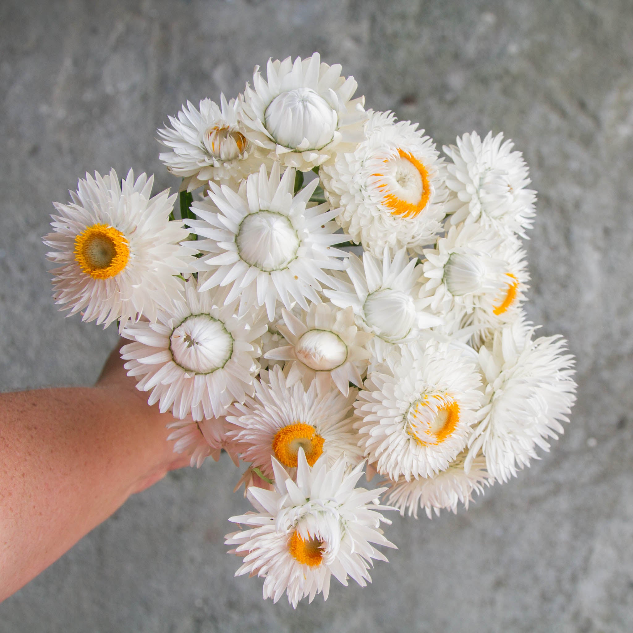 Strawflower - White