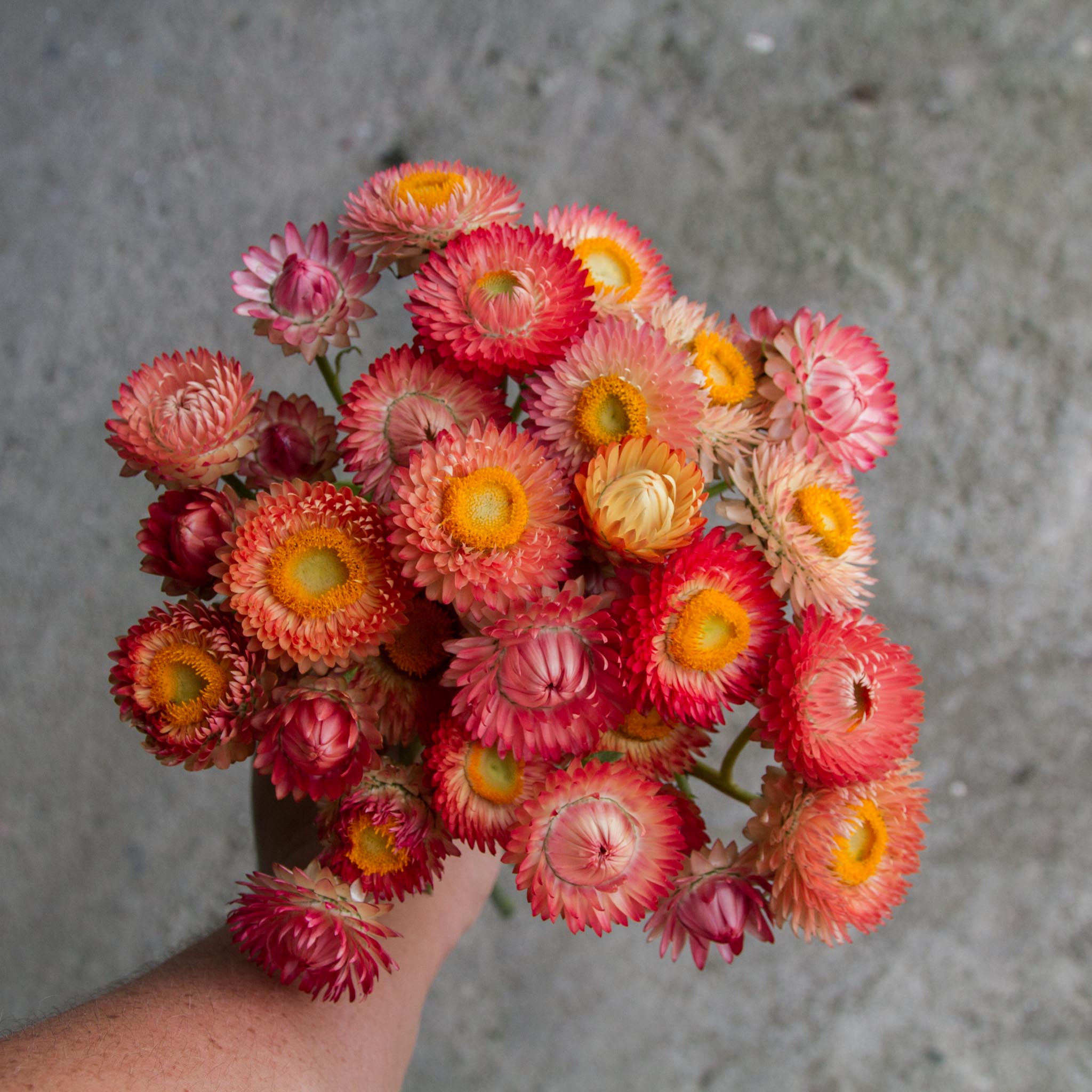 Strawflower - Apricot Salmon
