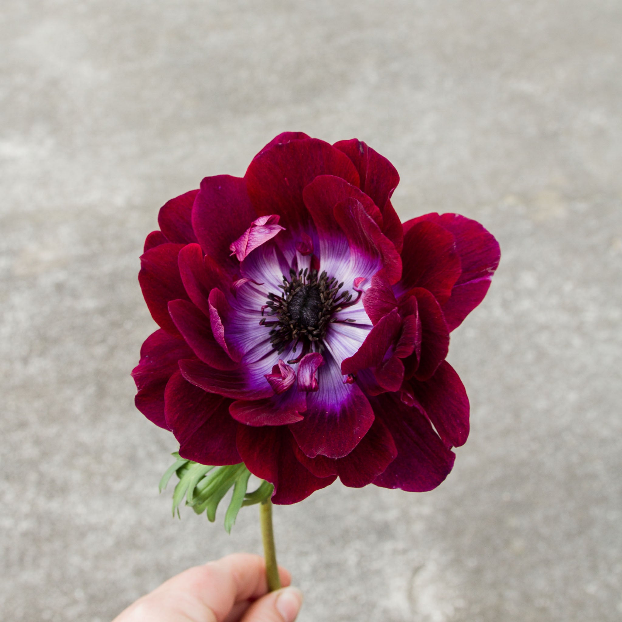 ANEMONE - Bordeaux