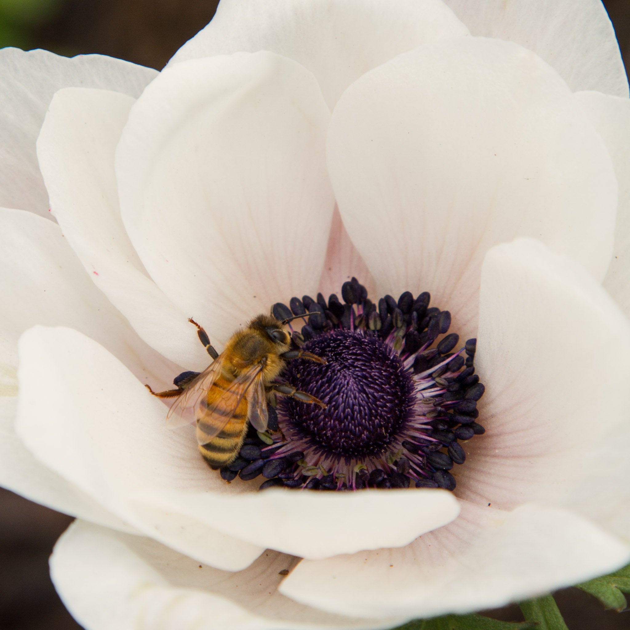 ANEMONE - BCN