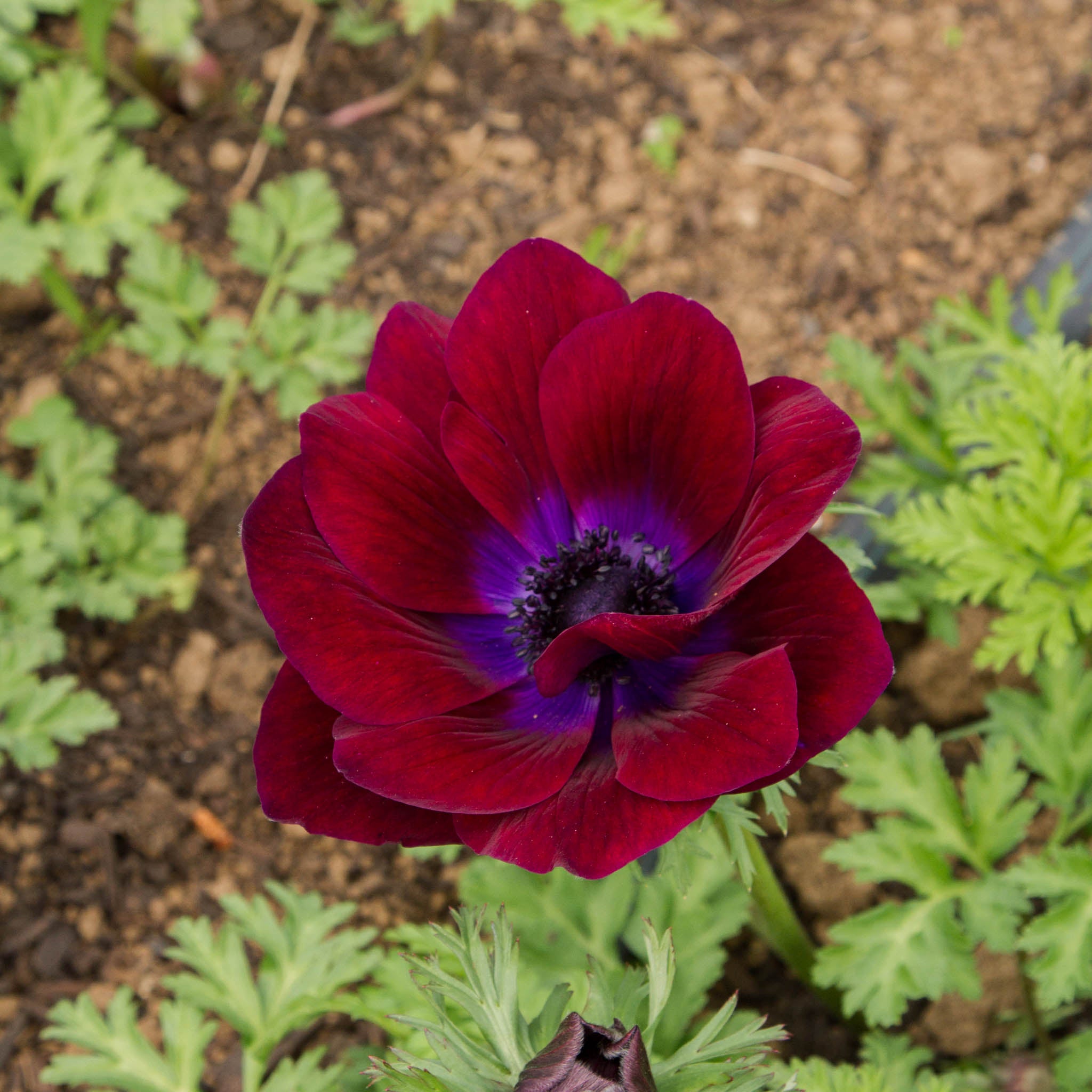 ANEMONE - Bordeaux