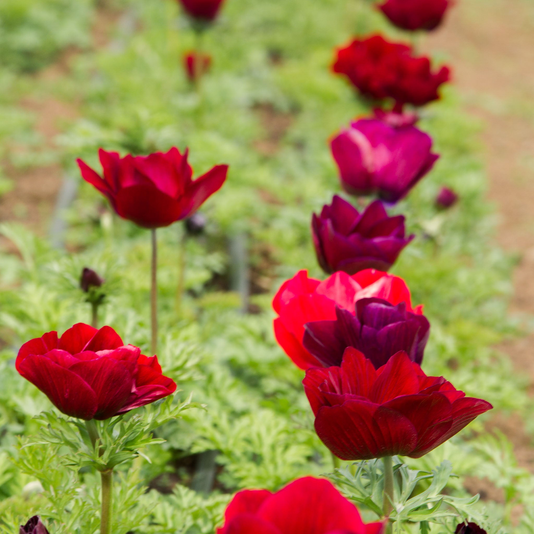 ANEMONE - Bordeaux