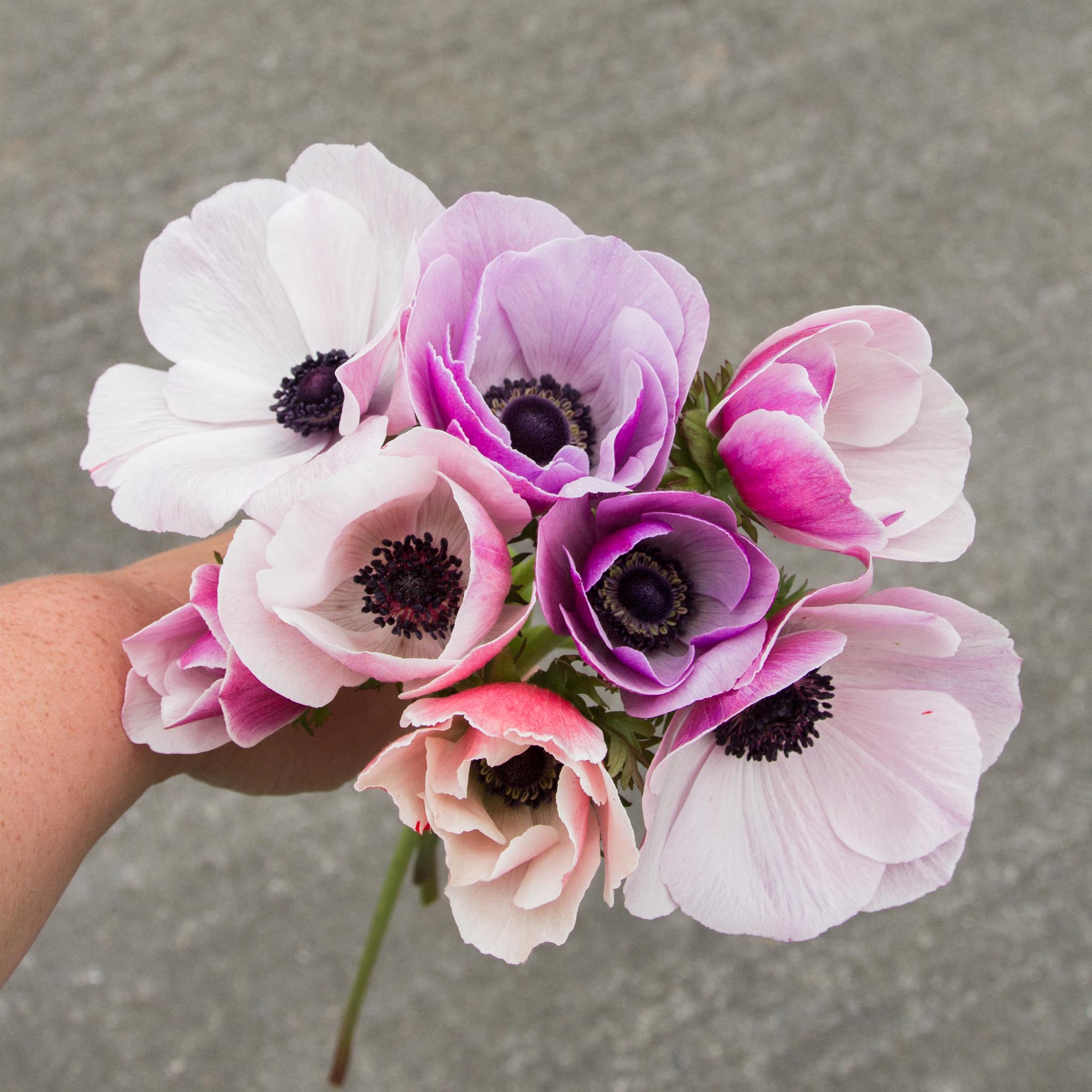 ANEMONE - Rarity - PLANTS
