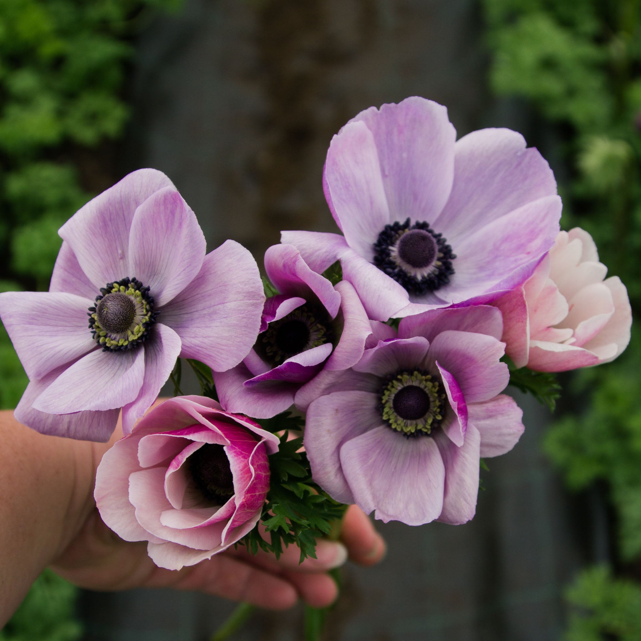 ANEMONE - Rarity