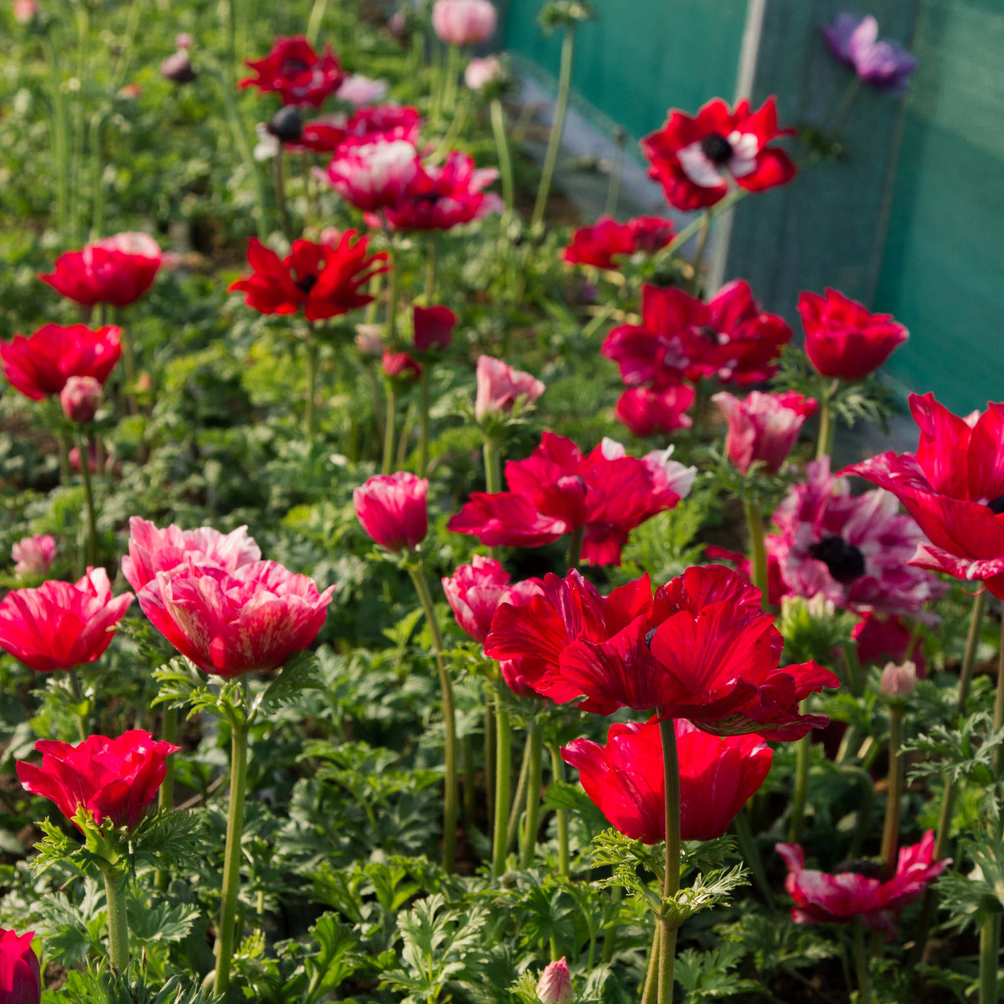 ANEMONE - Tigre