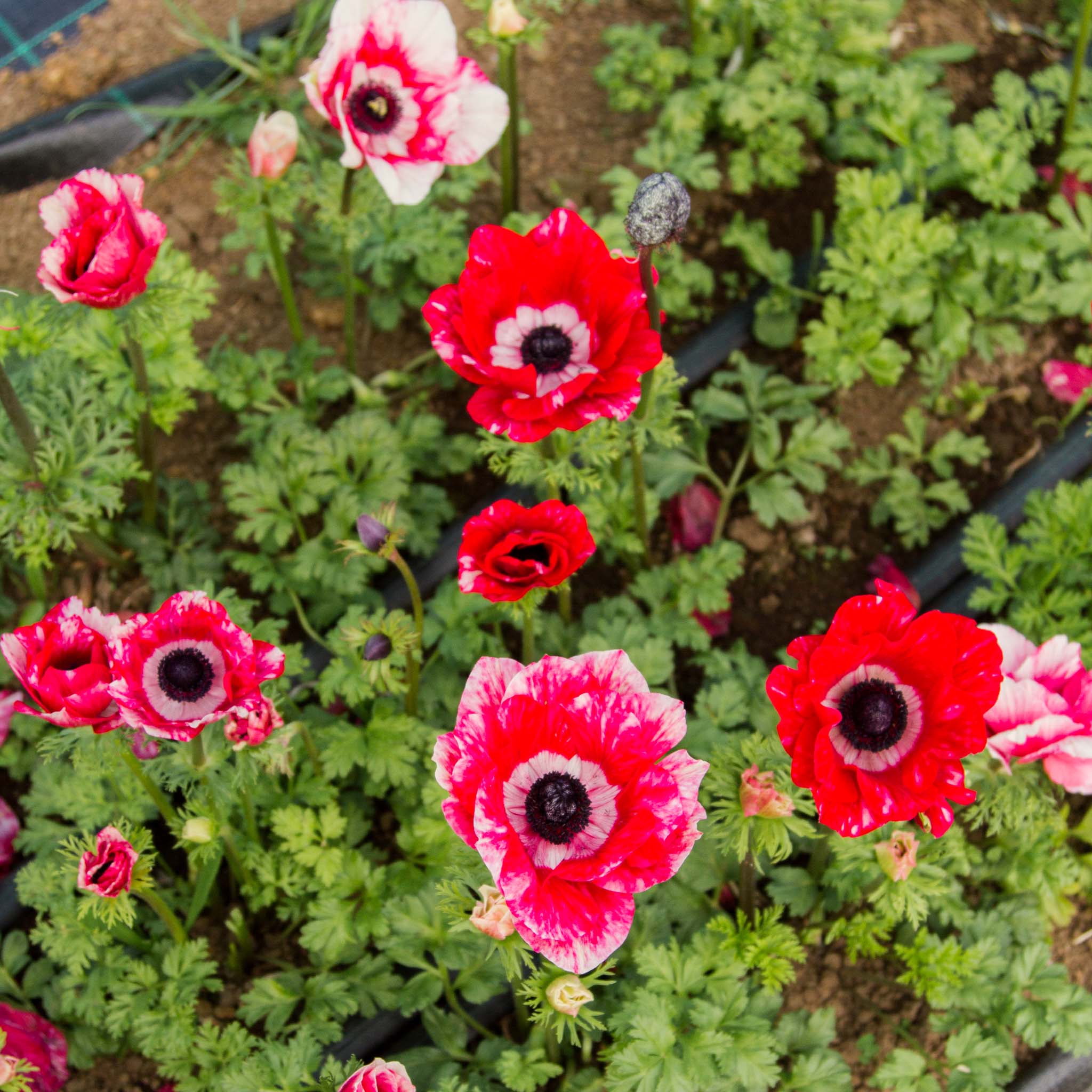 ANEMONE - Tigre