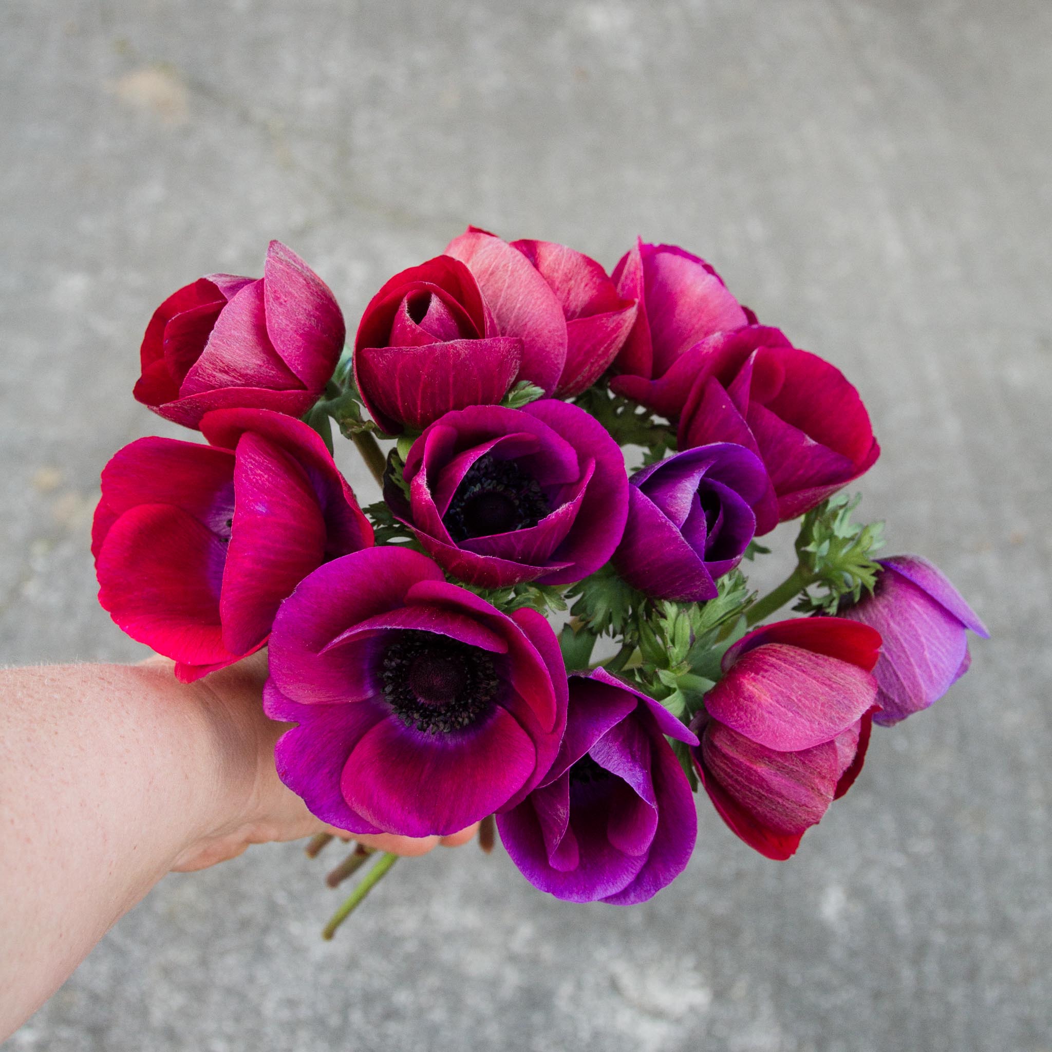 ANEMONE - Grape