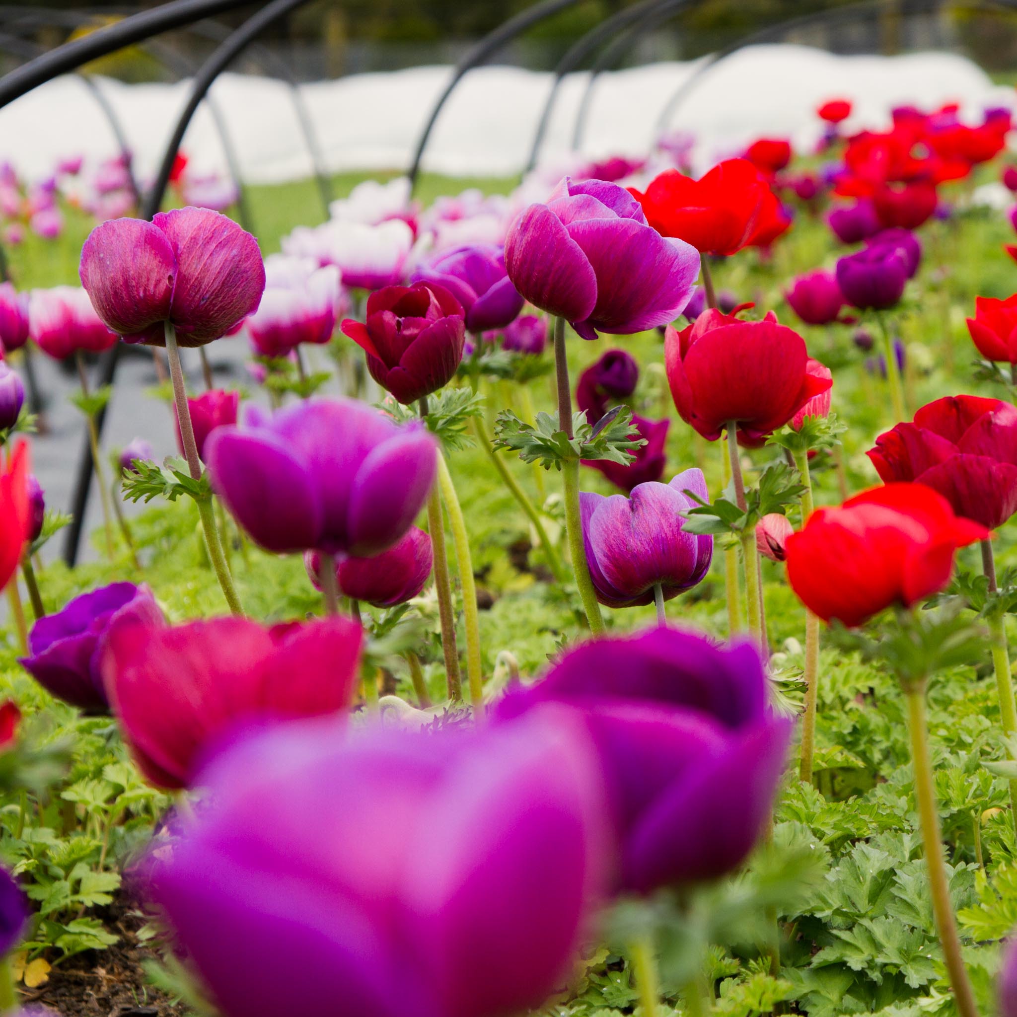ANEMONE - Grape