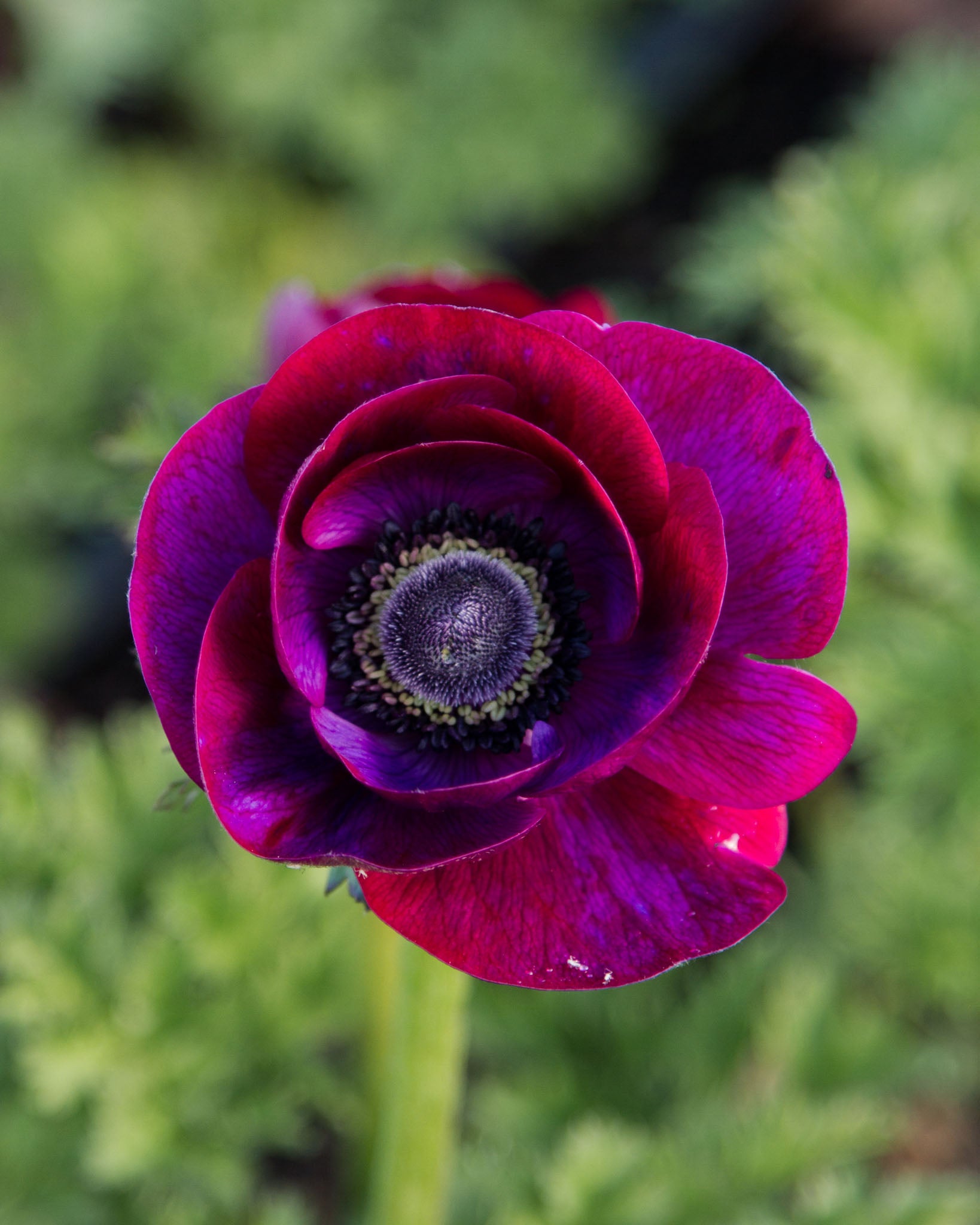 ANEMONE - Grape