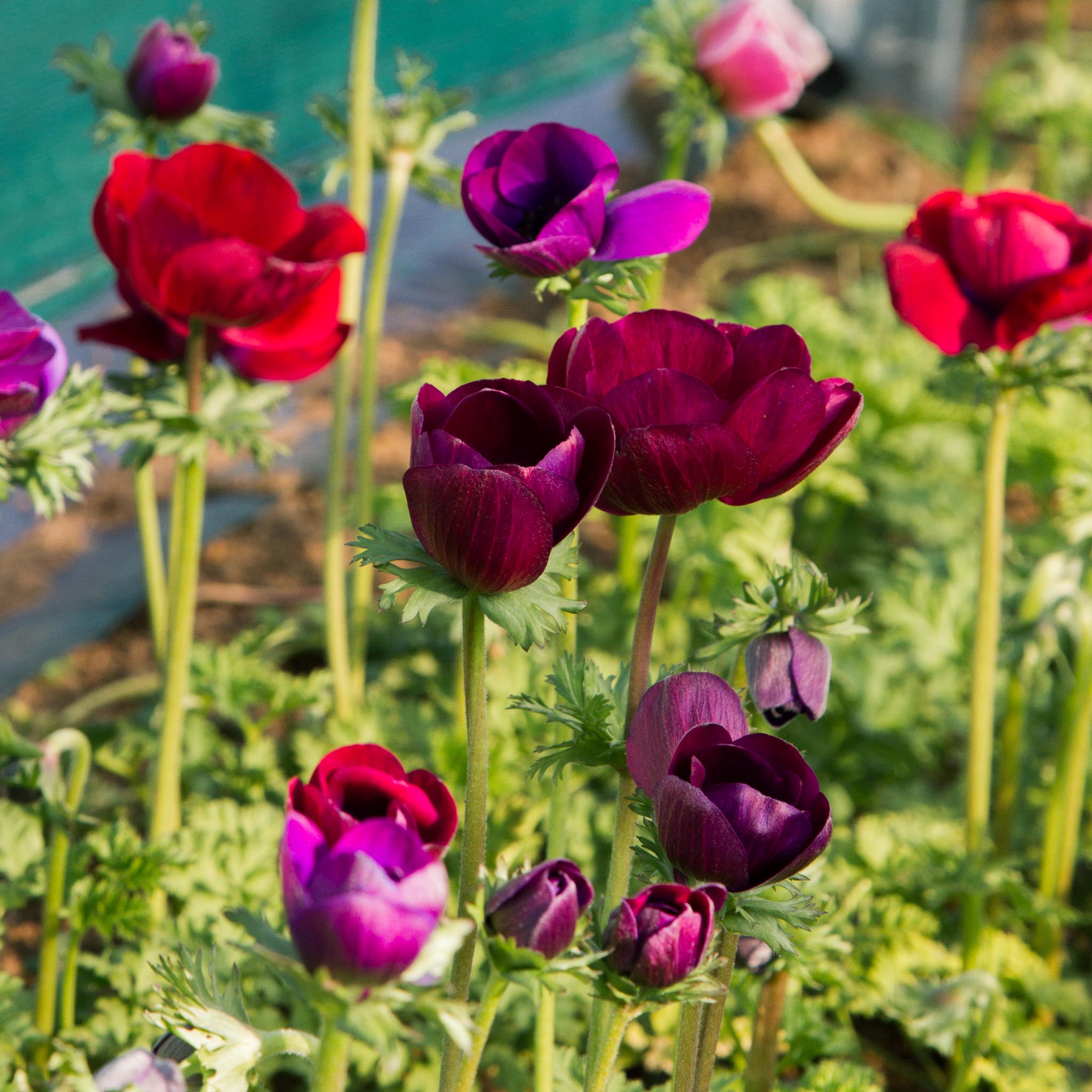 ANEMONE - Grape