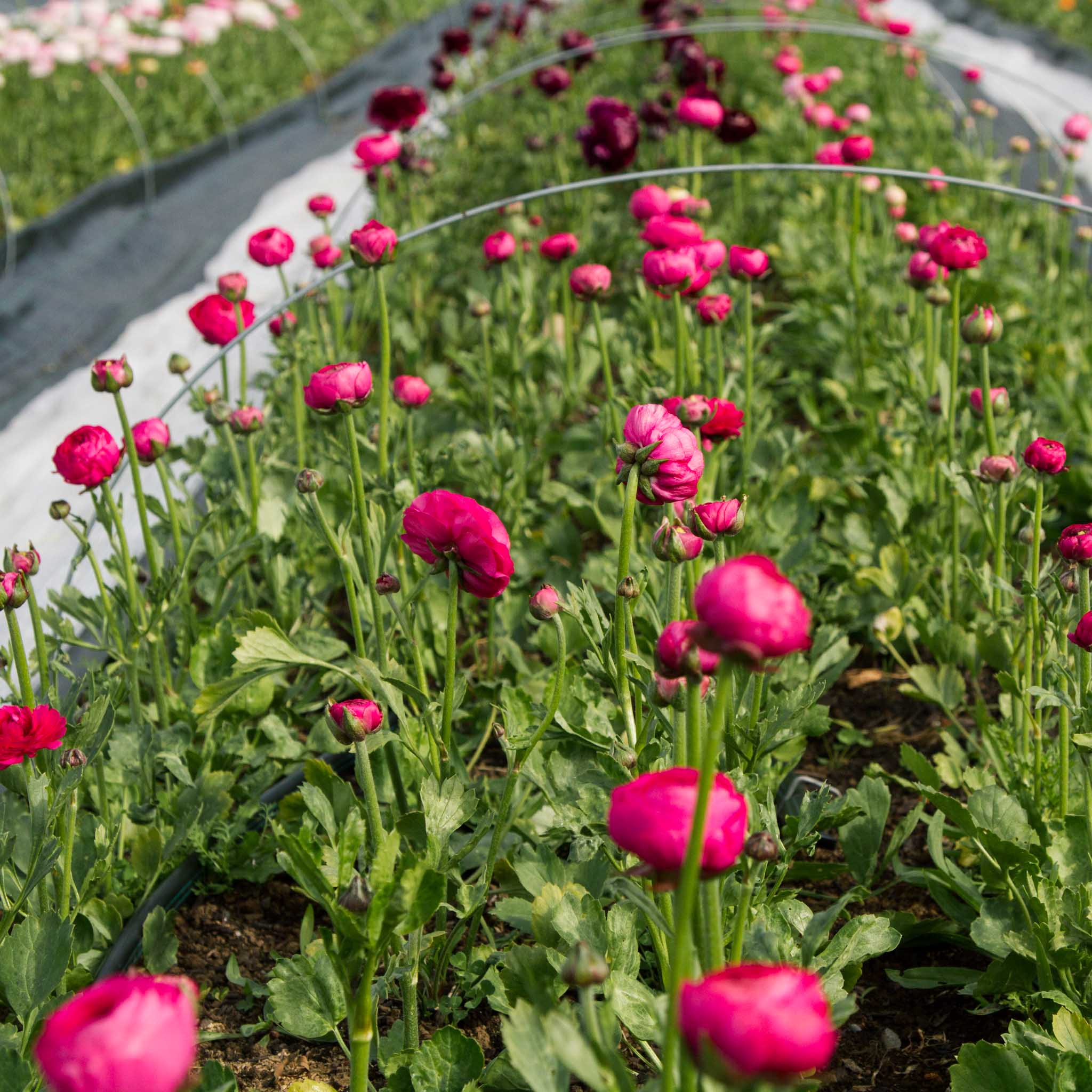 RANUNC - Hot Pink - PLANTS