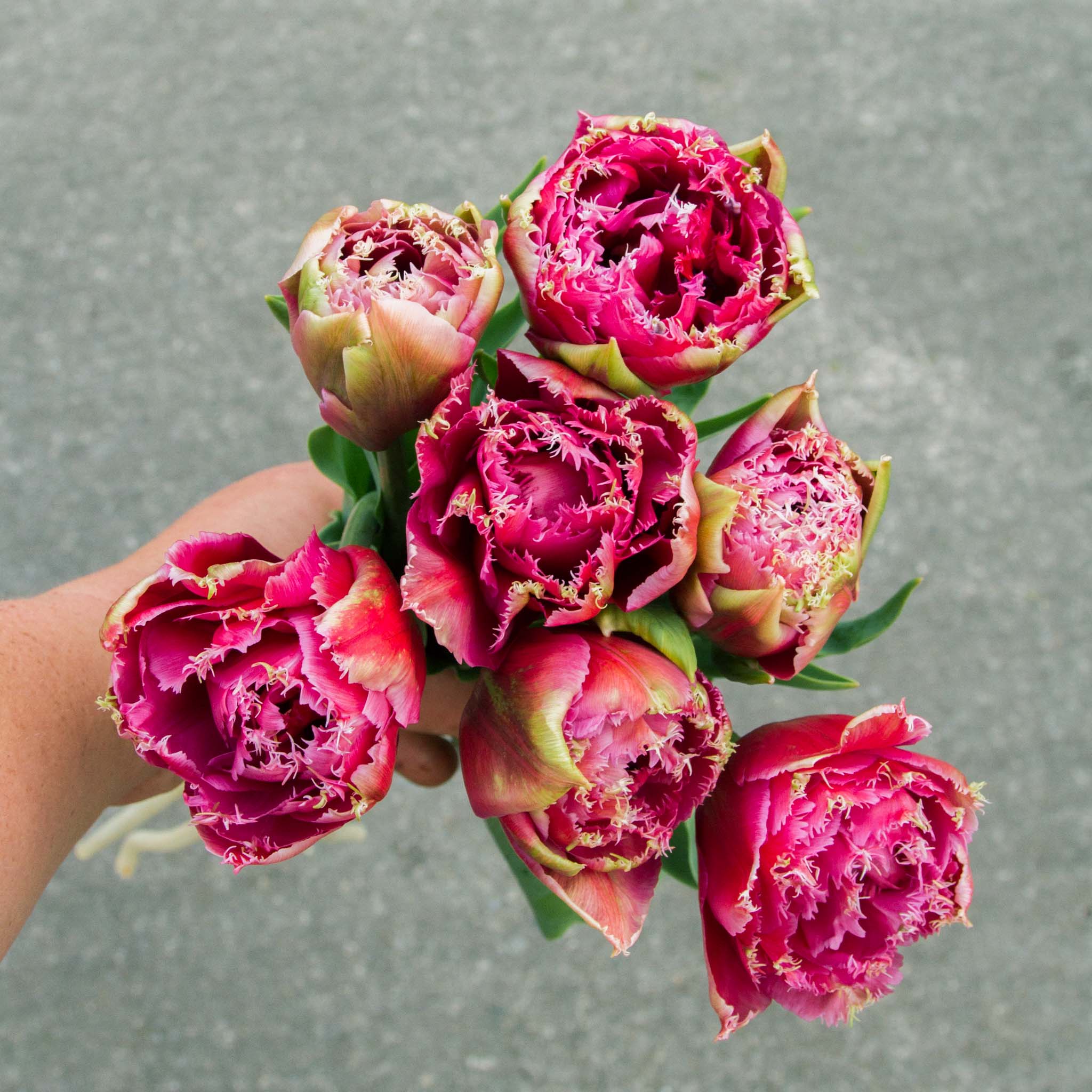 TULIP - Mascotte