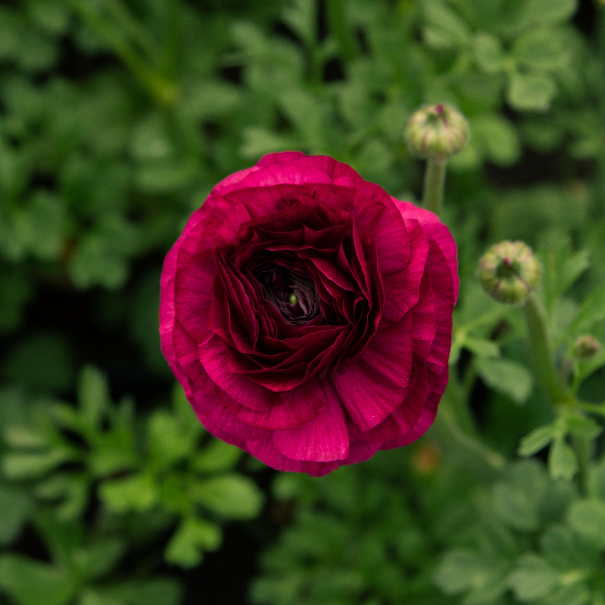 RANUNC - Viola - PLANTS