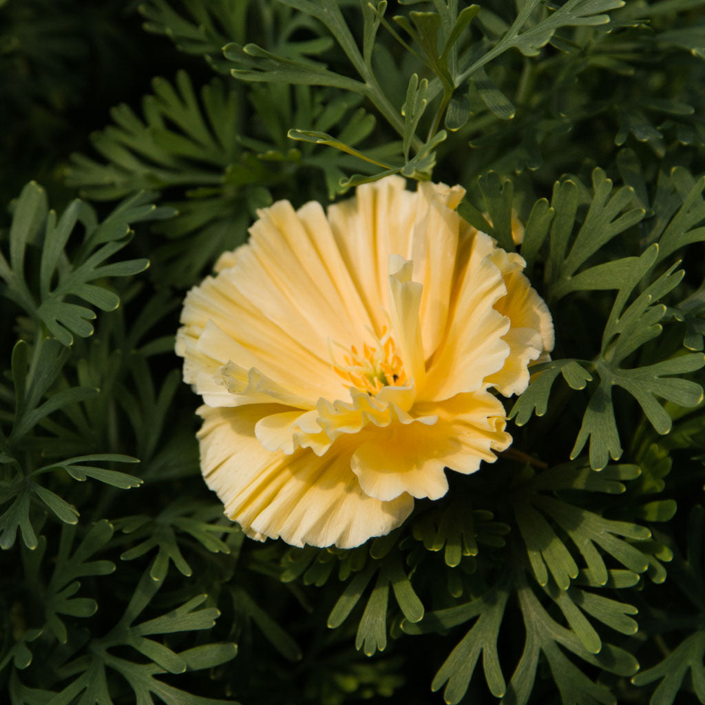 Eschscholzia - Cream Swirl