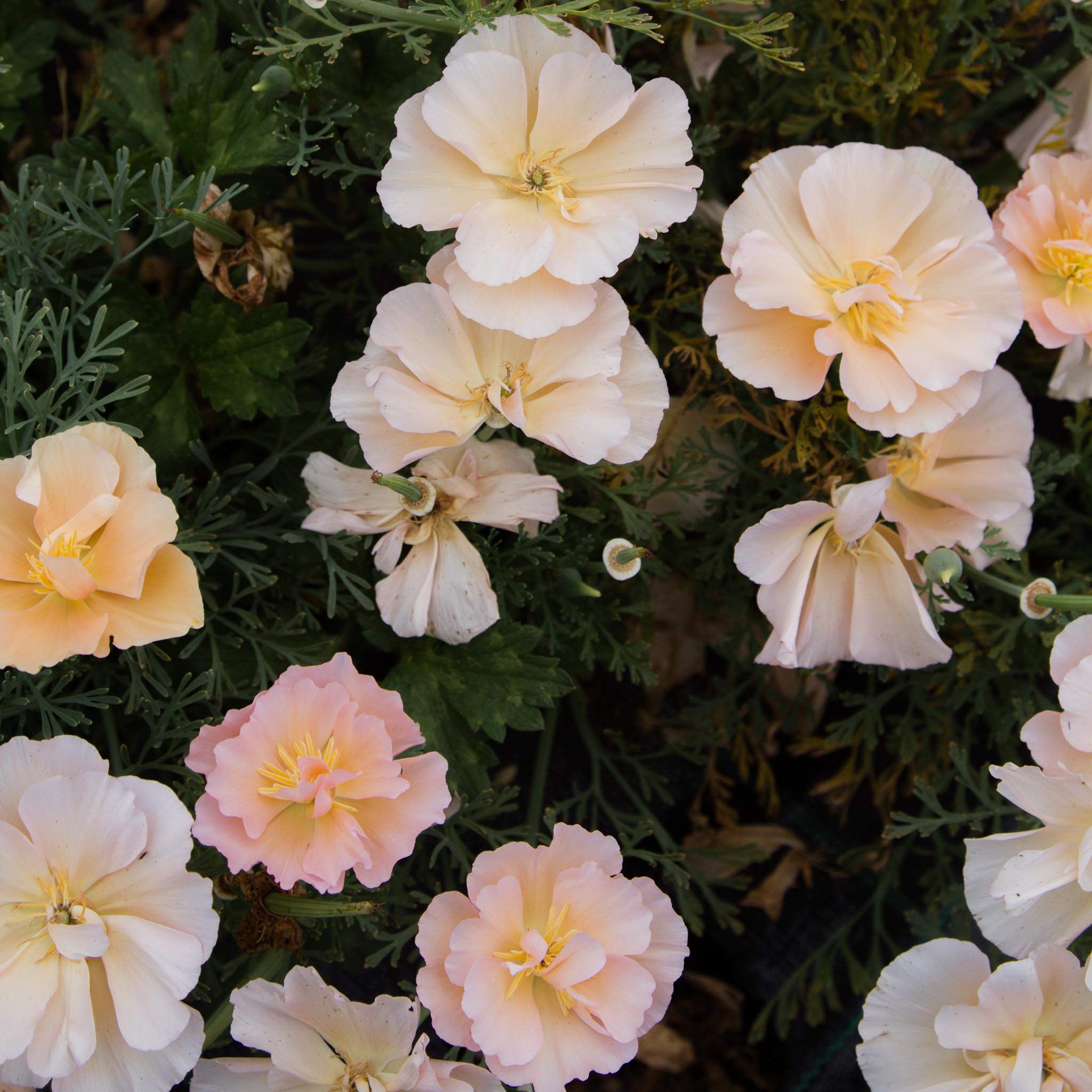 Eschscholzia - Pink Champagne