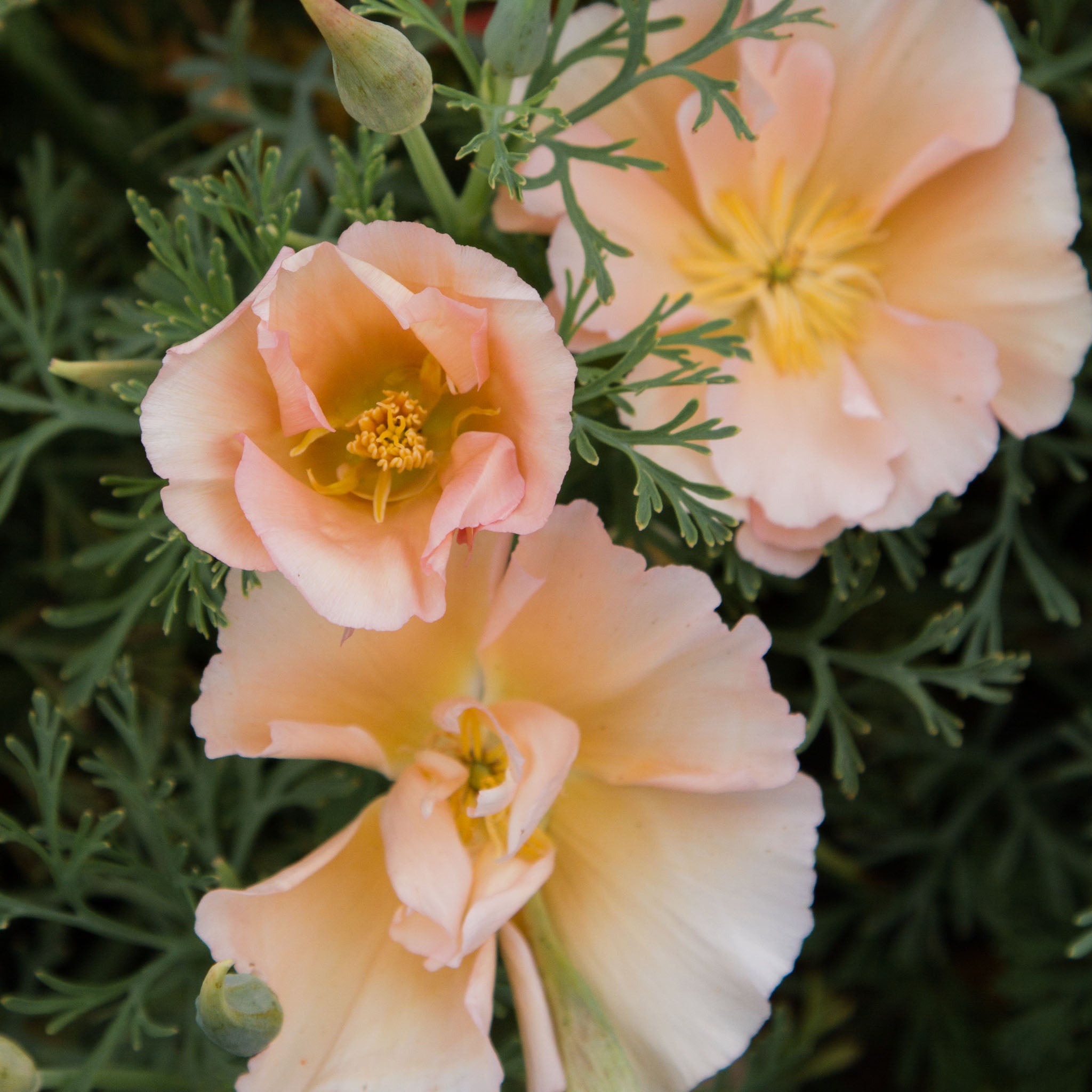 Eschscholzia - Pink Champagne