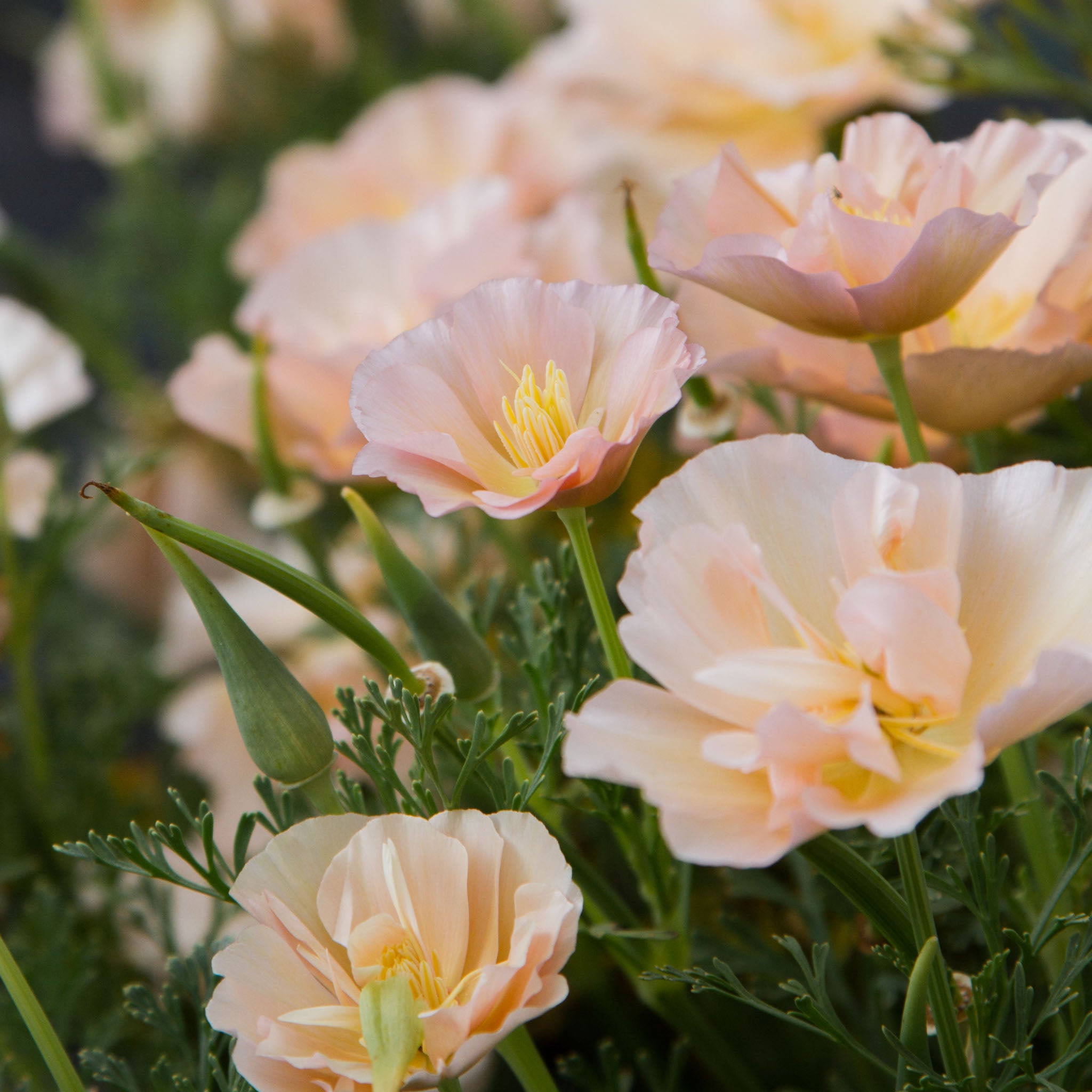 Eschscholzia - Pink Champagne
