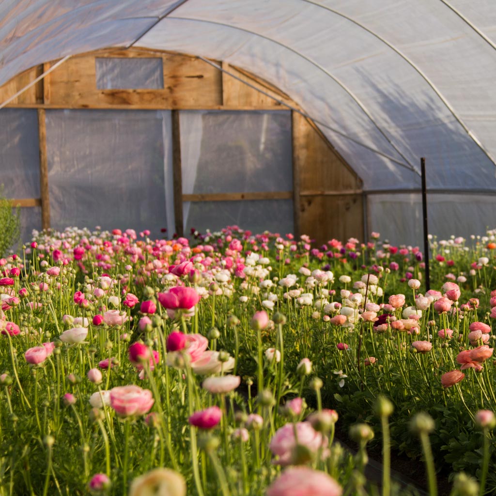 SPRING Farm Tour
