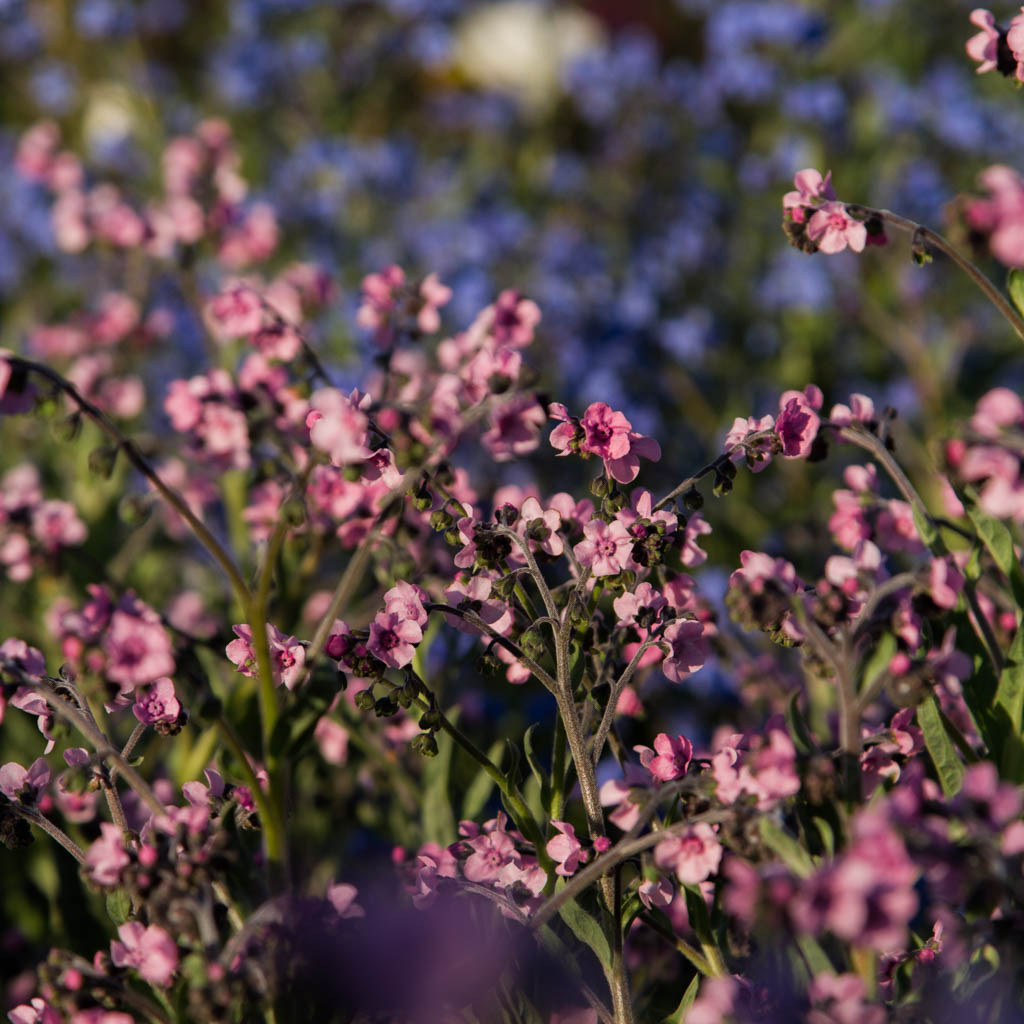 Forget Me Not - Mystery Rose