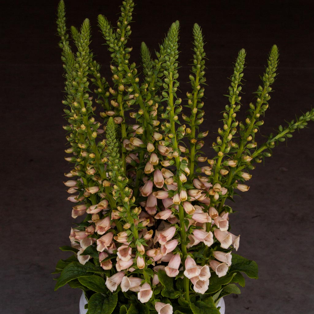 Foxglove - Dalmatian Peach