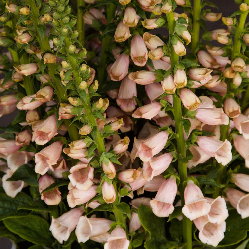 Foxglove - Dalmatian Peach