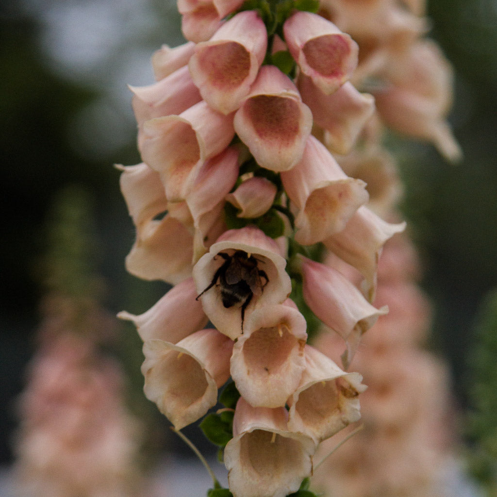 Foxglove - Dalmatian Peach