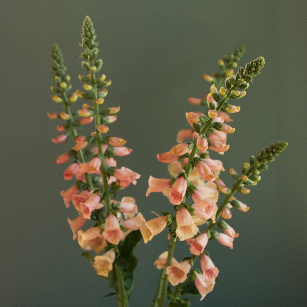 Foxglove - Dalmatian Peach