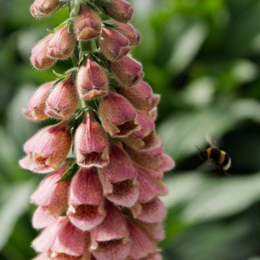 Foxglove - Polkadot Polly