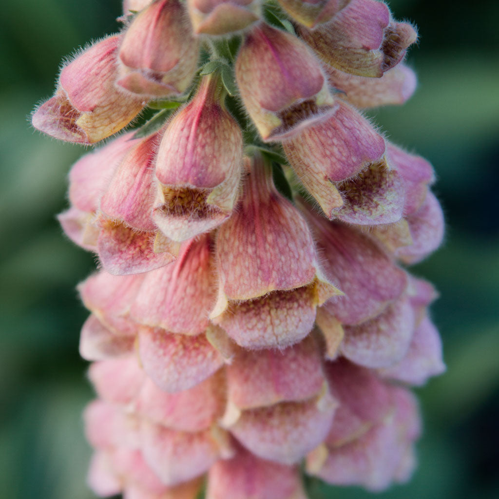 Foxglove - Polkadot Polly