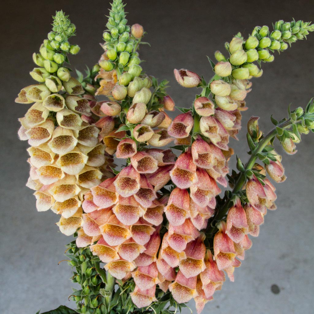 Foxglove - Polkadot Polly