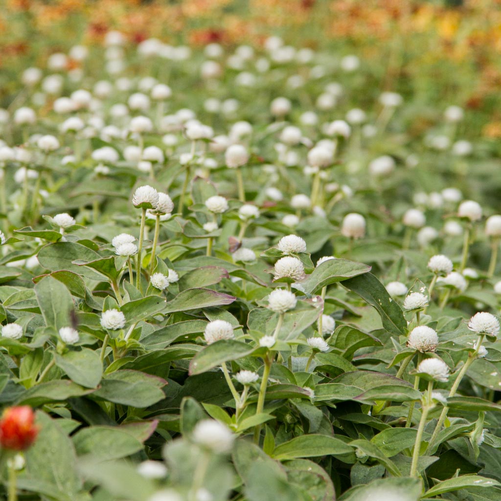 Gomphrena - Audray White