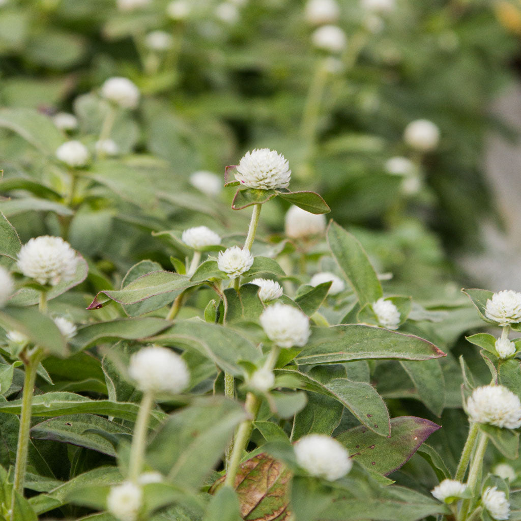 Gomphrena - Audray White