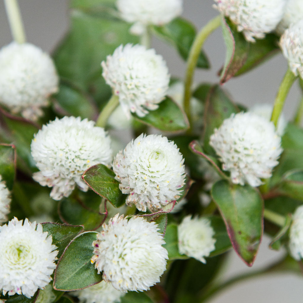 Gomphrena - Audray White