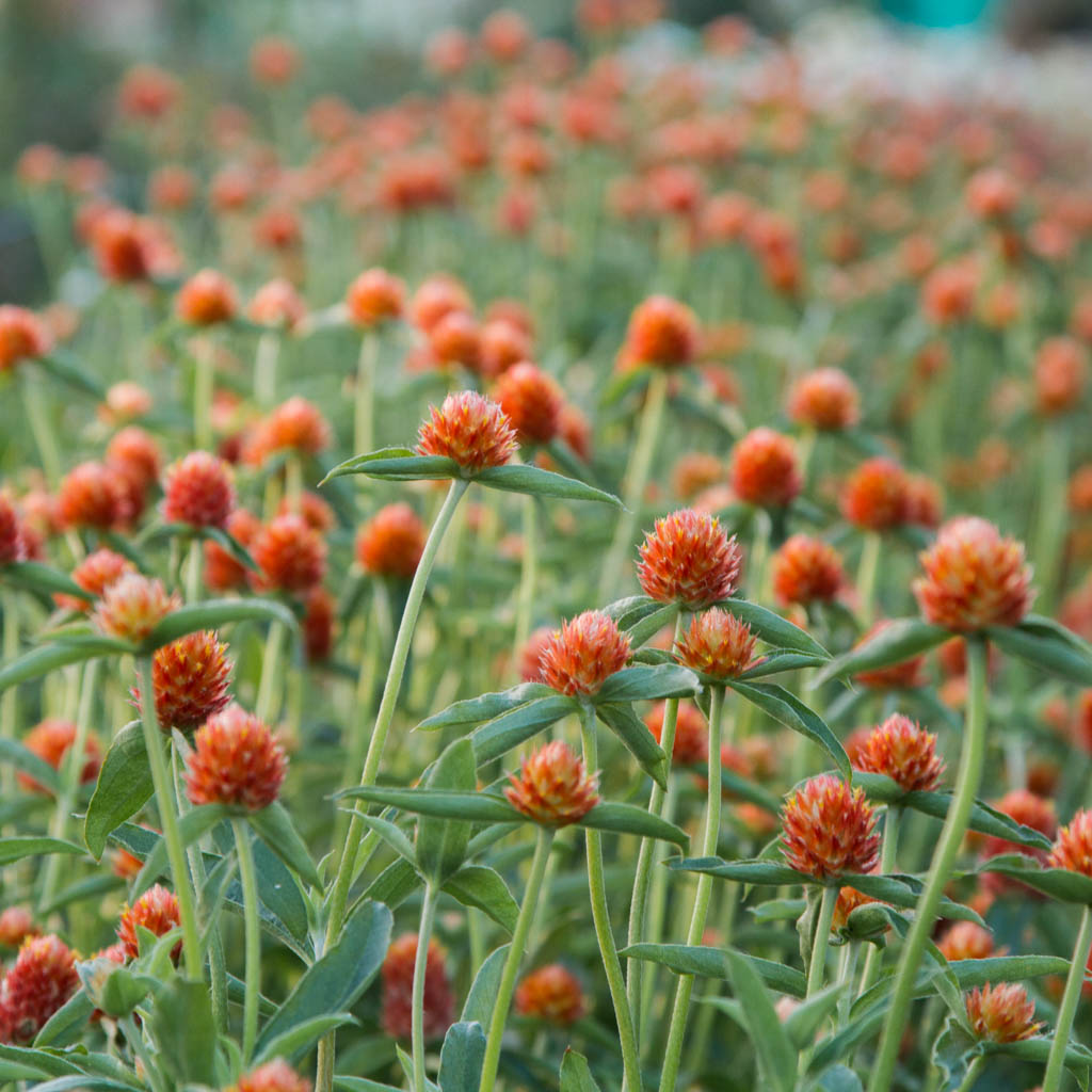 Gomphrena Orange in the Field