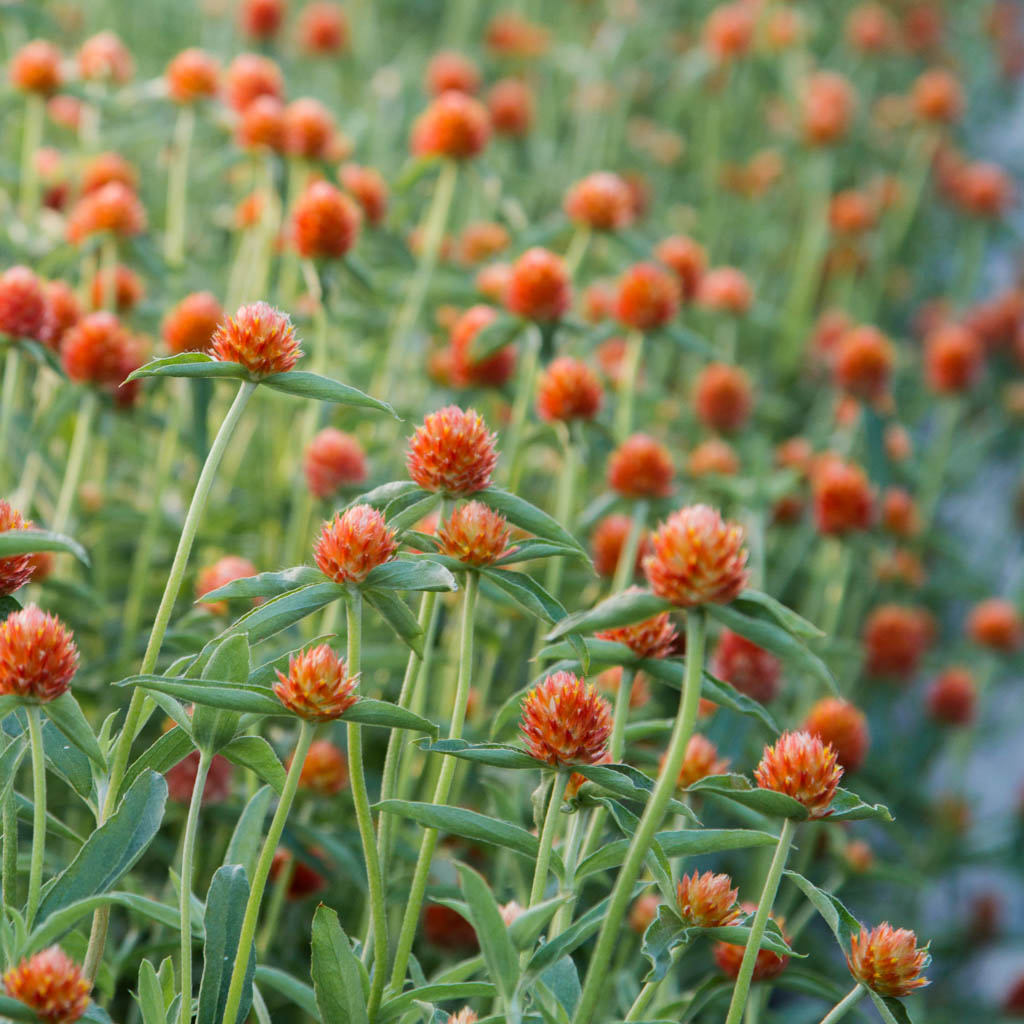 Gomphrena Orange in the Field